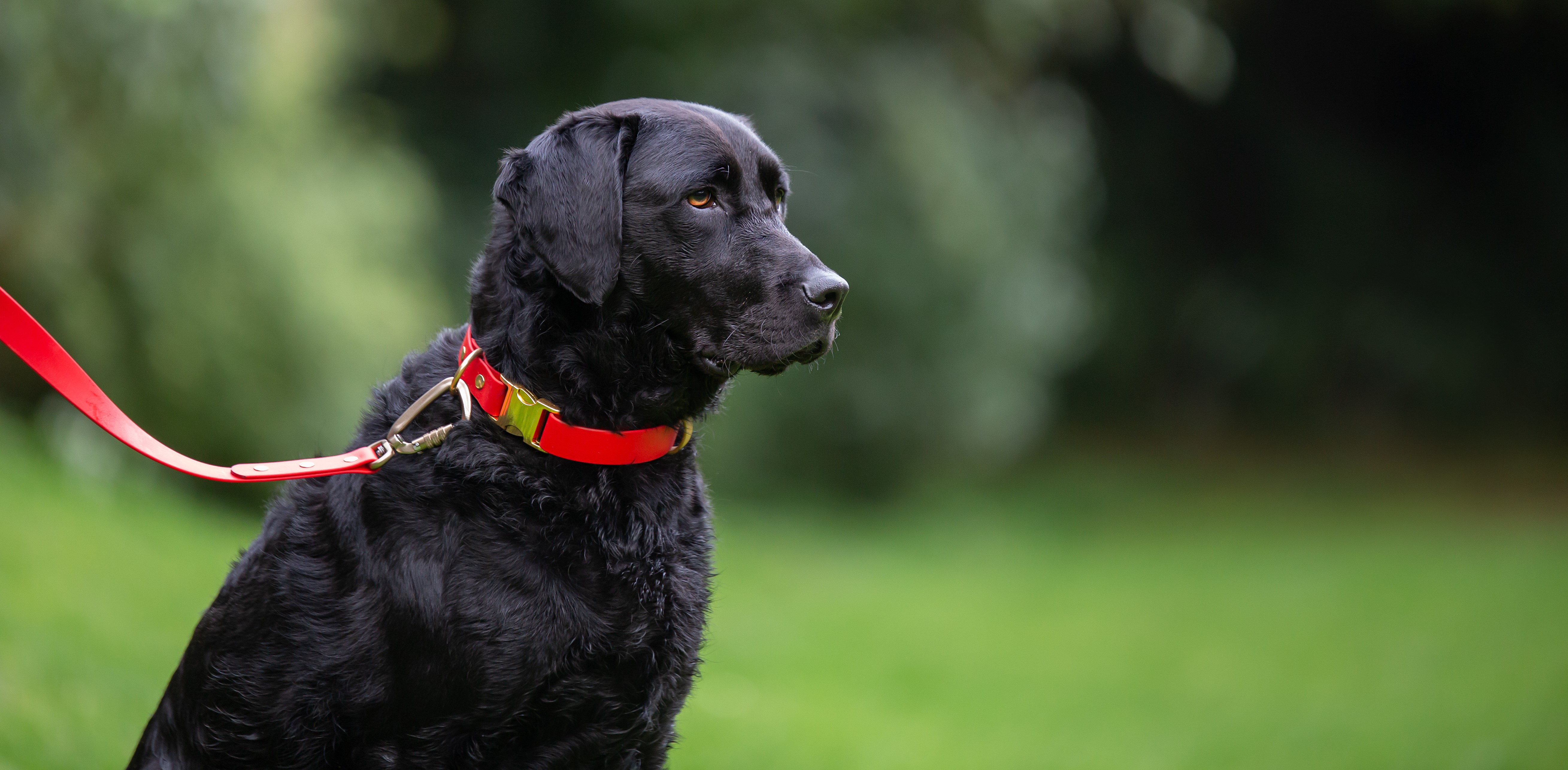 Dogs Leads - Curly Haired Retriever