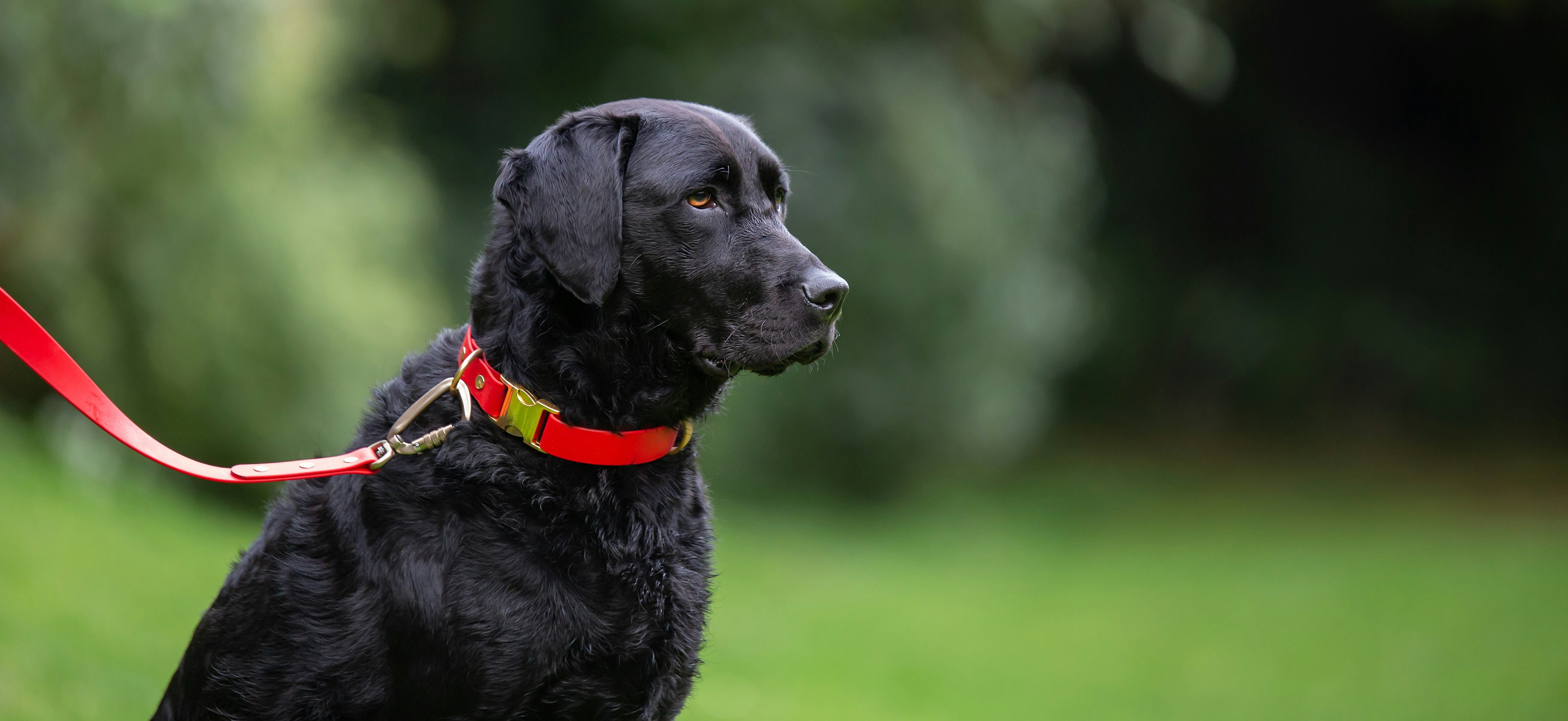 Dogs Leads - Curly Haired Retriever