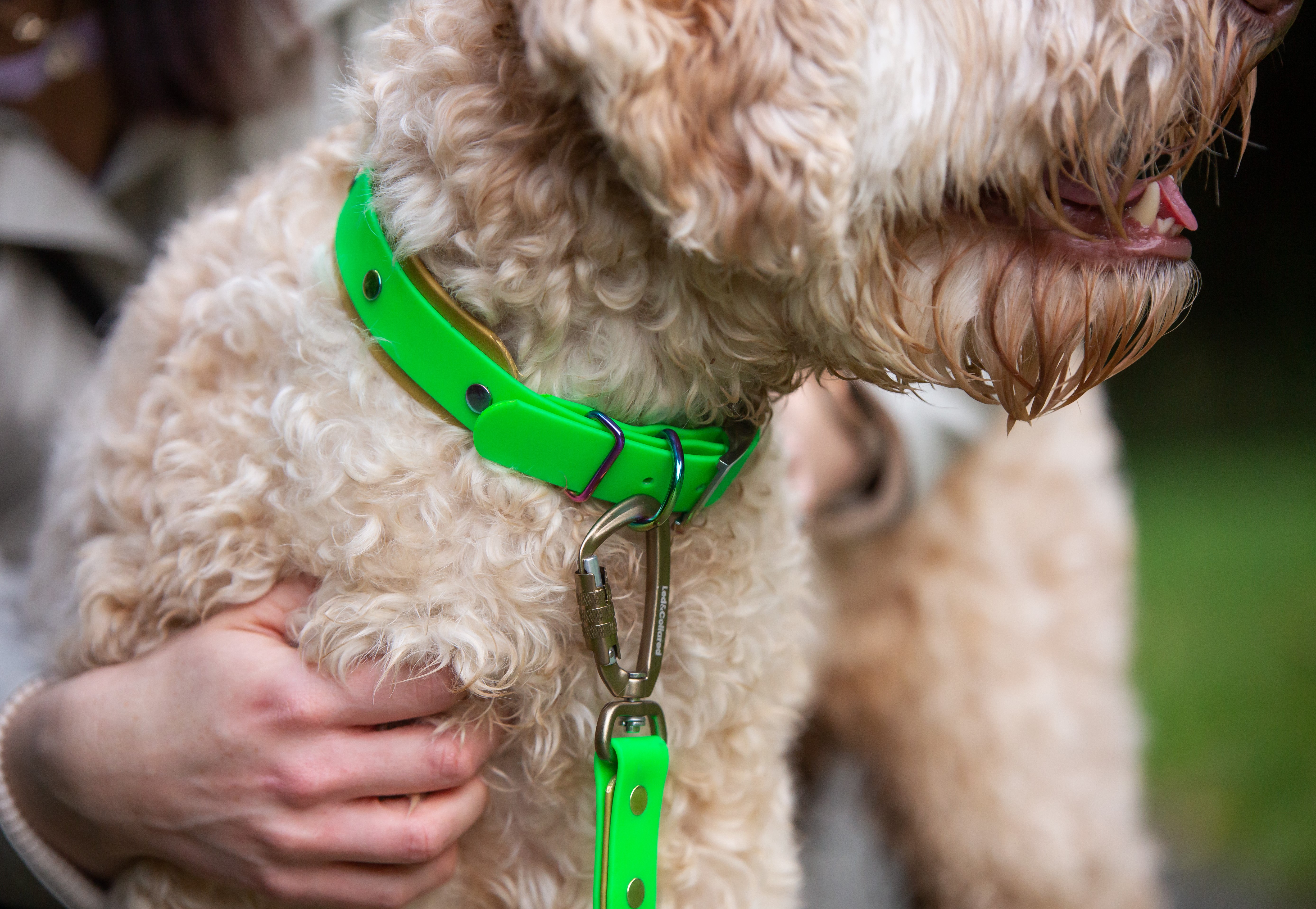 Double Dog Collar - on Labradoodle
