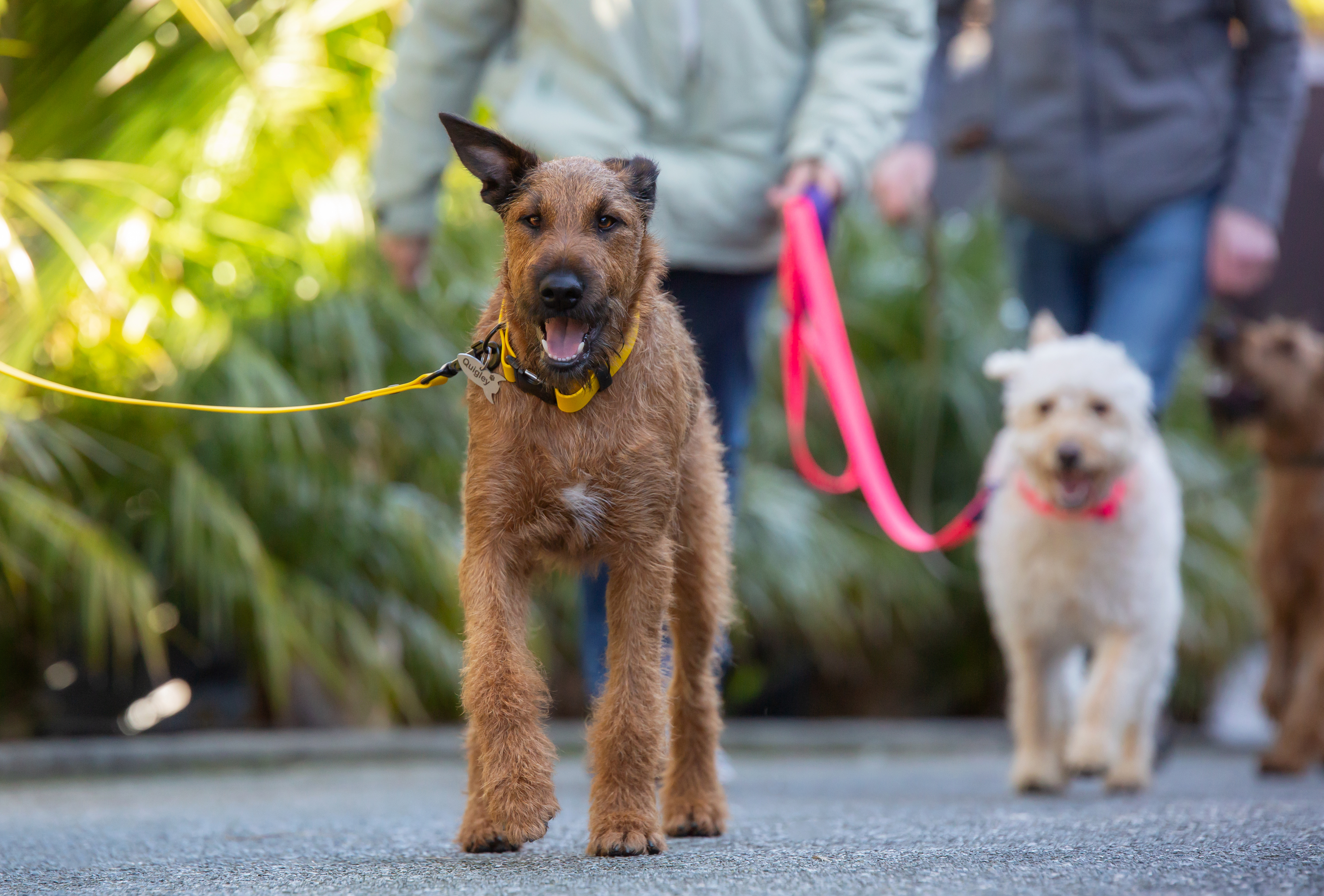 Labelled Dog Lead - Irish Terrier
