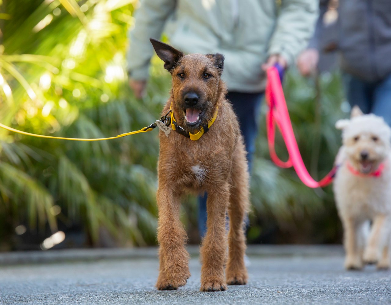 Labelled Dog Lead - Irish Terrier