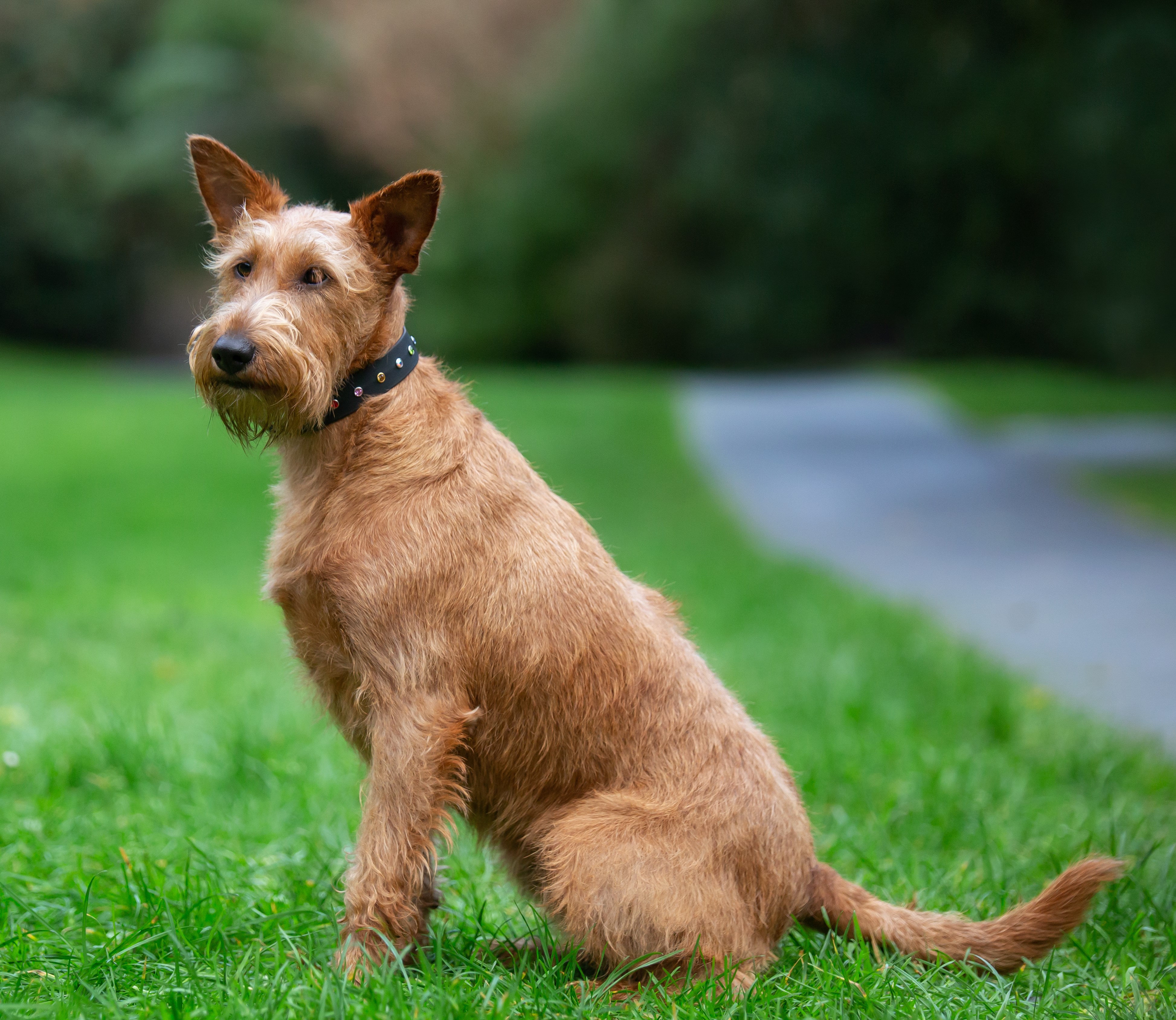 Elegant Dog Collar - on Irish Terrier
