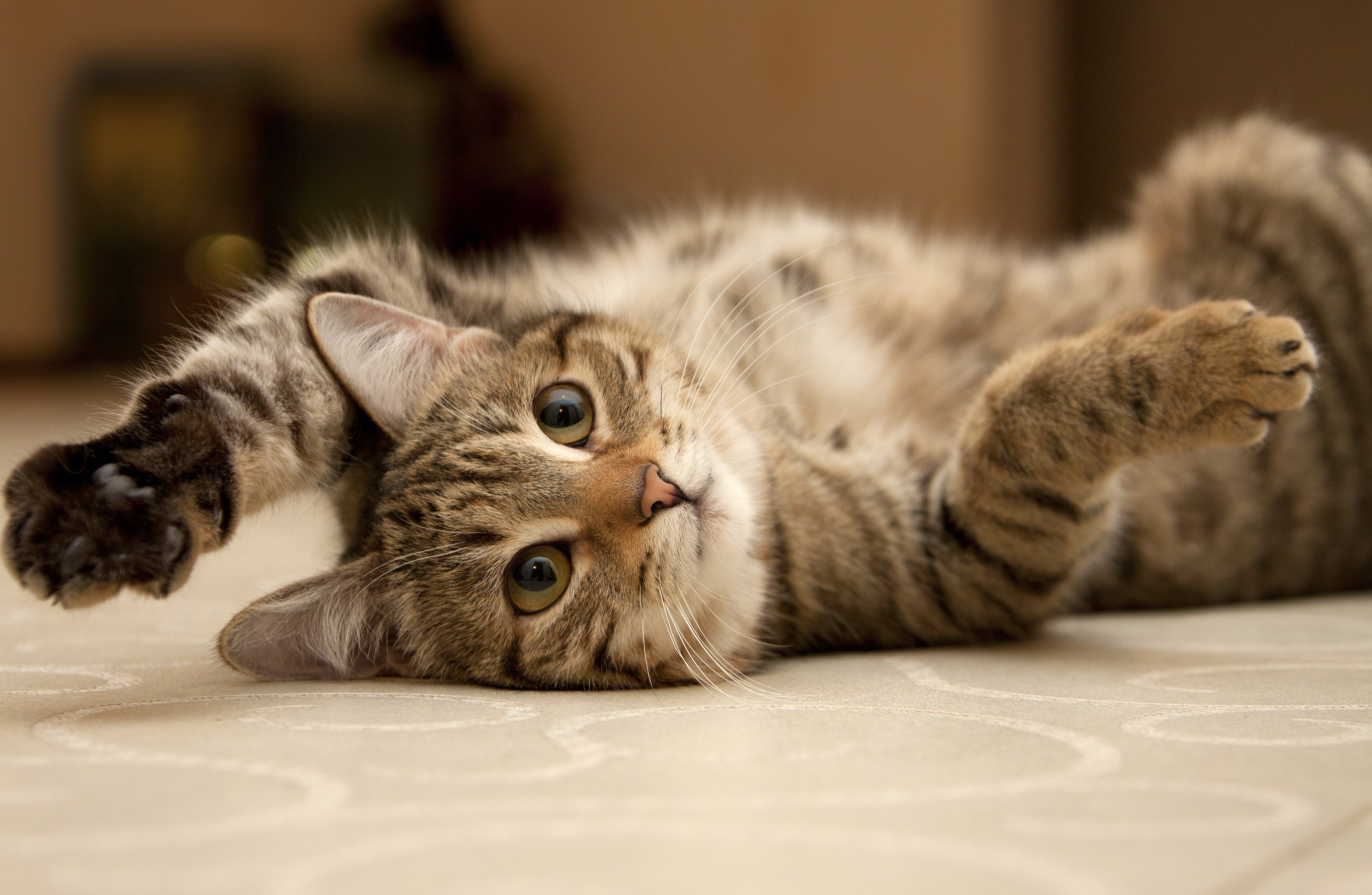 Cat laying down with paw up