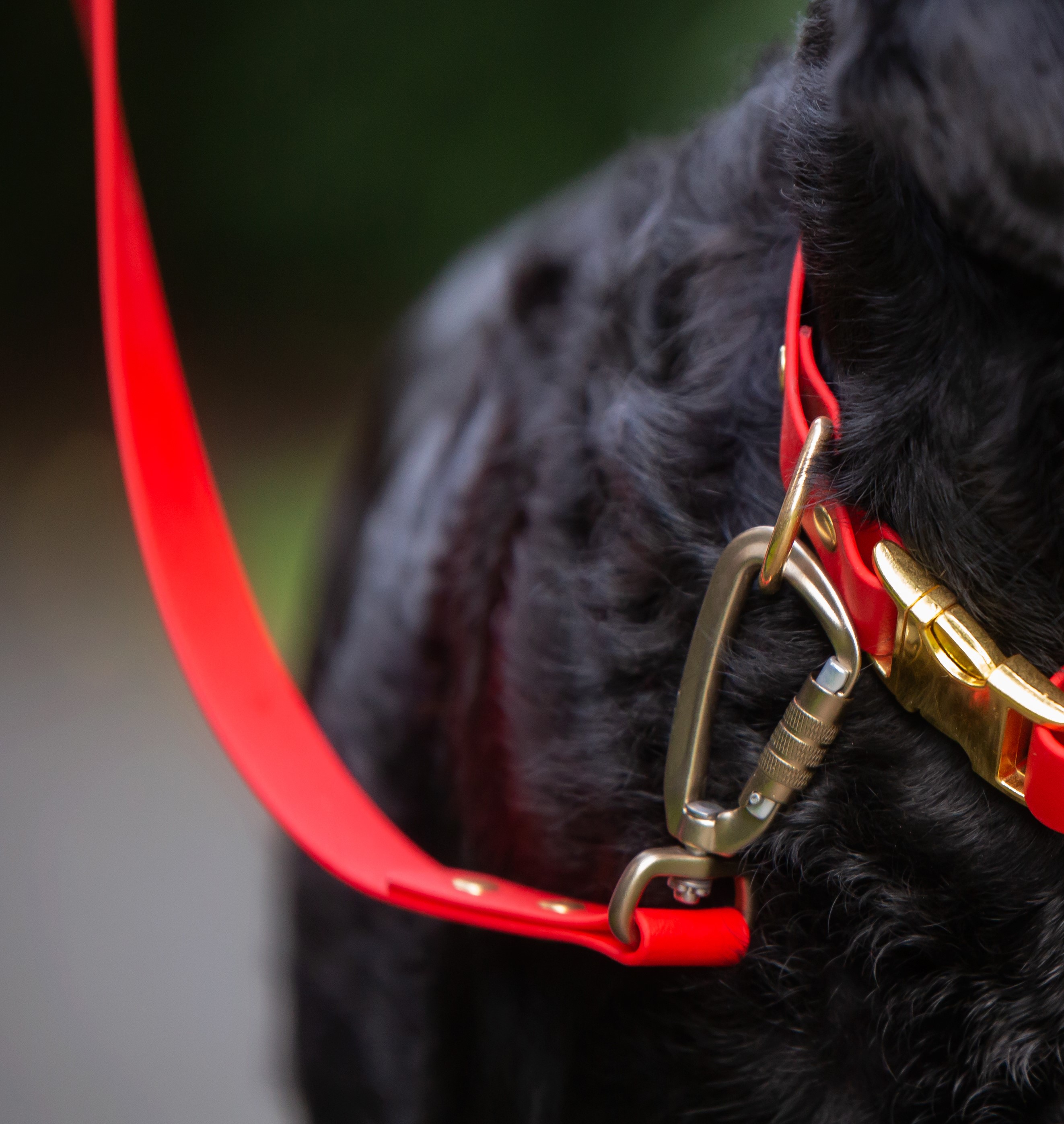Carabiner Dog Lead - on Retriever