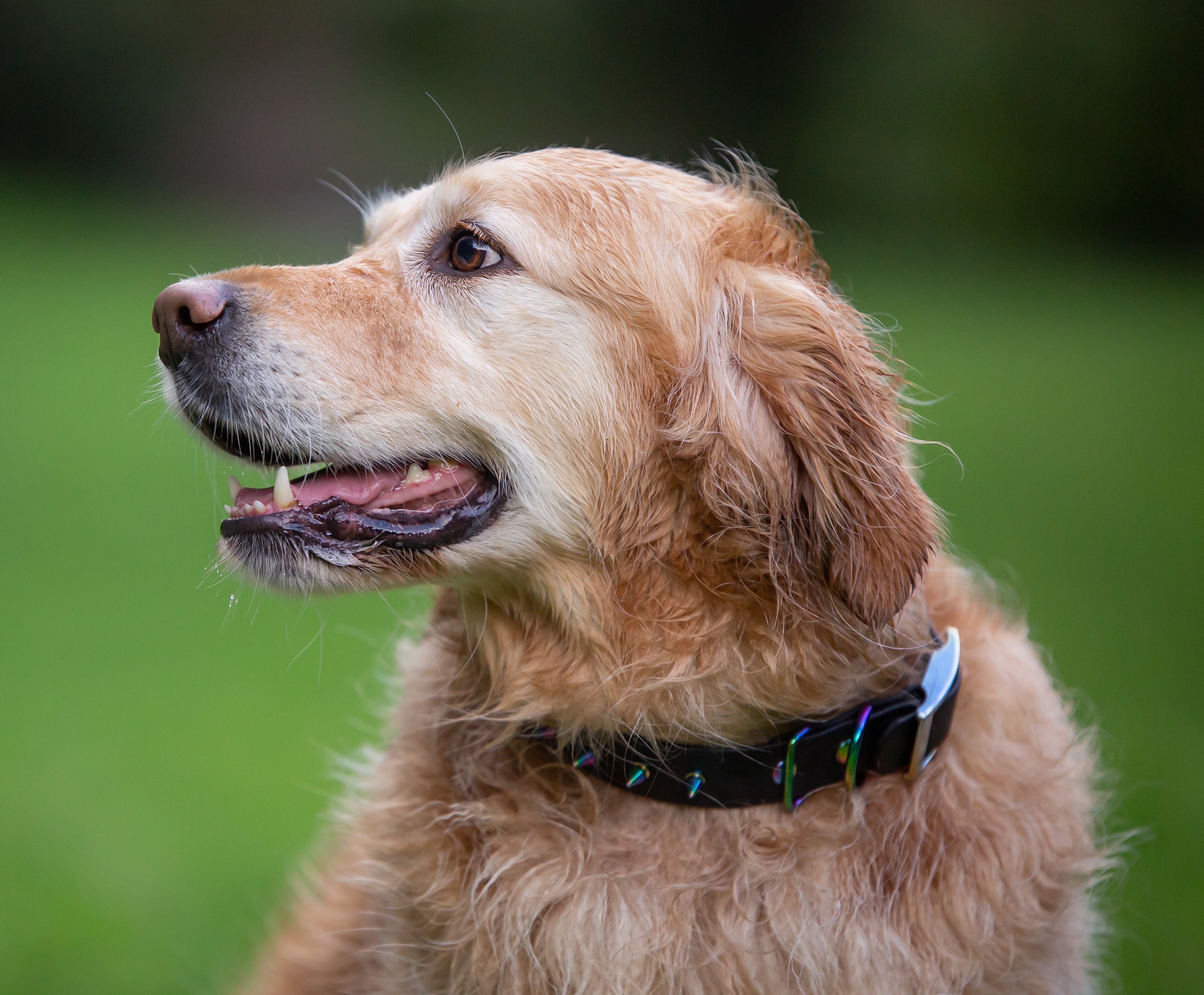 Fierce Collar - on Golden Retriever