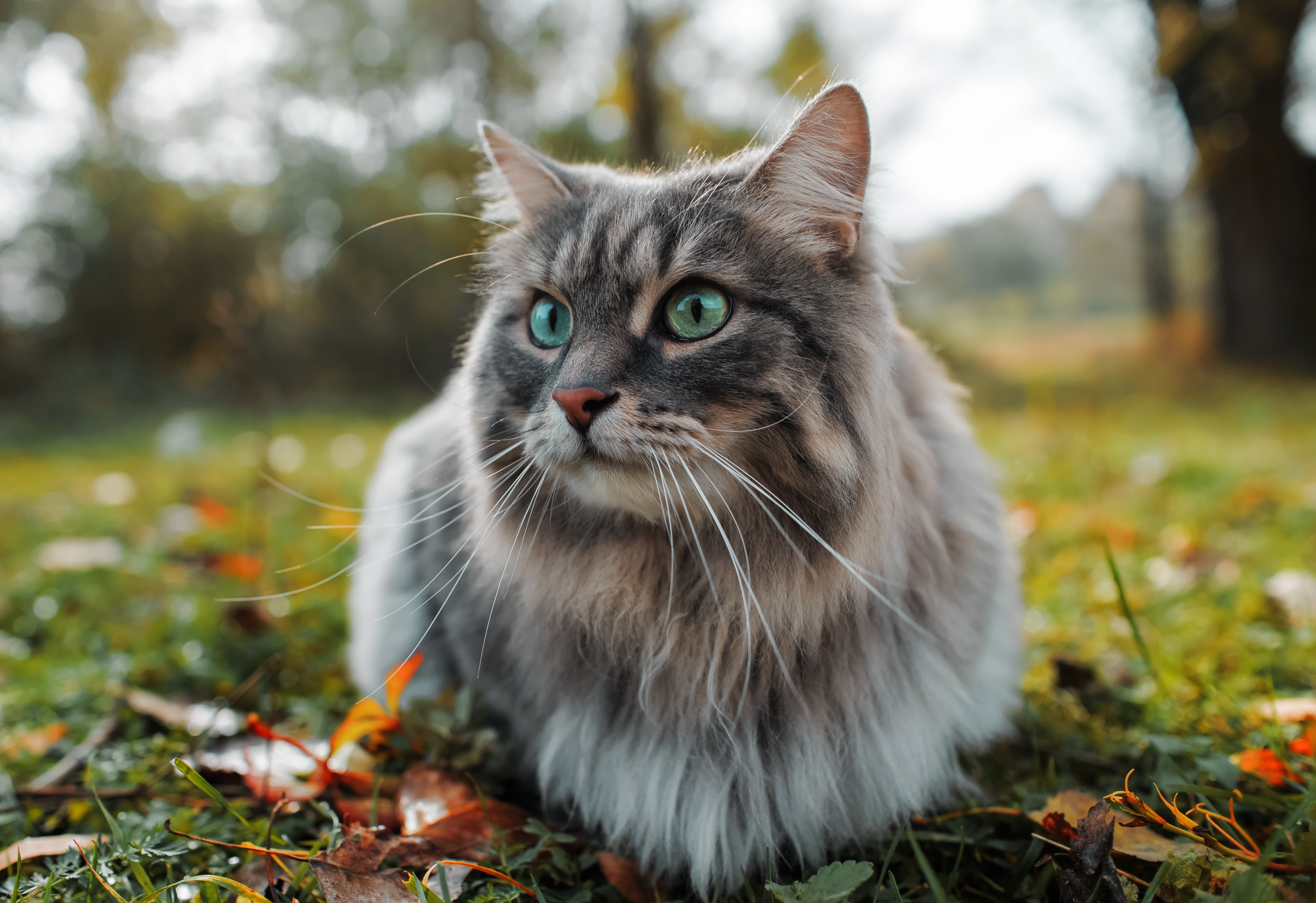 Cat Measurement Guide - Grey Cat