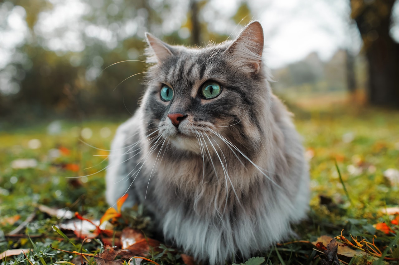 Cat Measurement Guide - Grey Cat