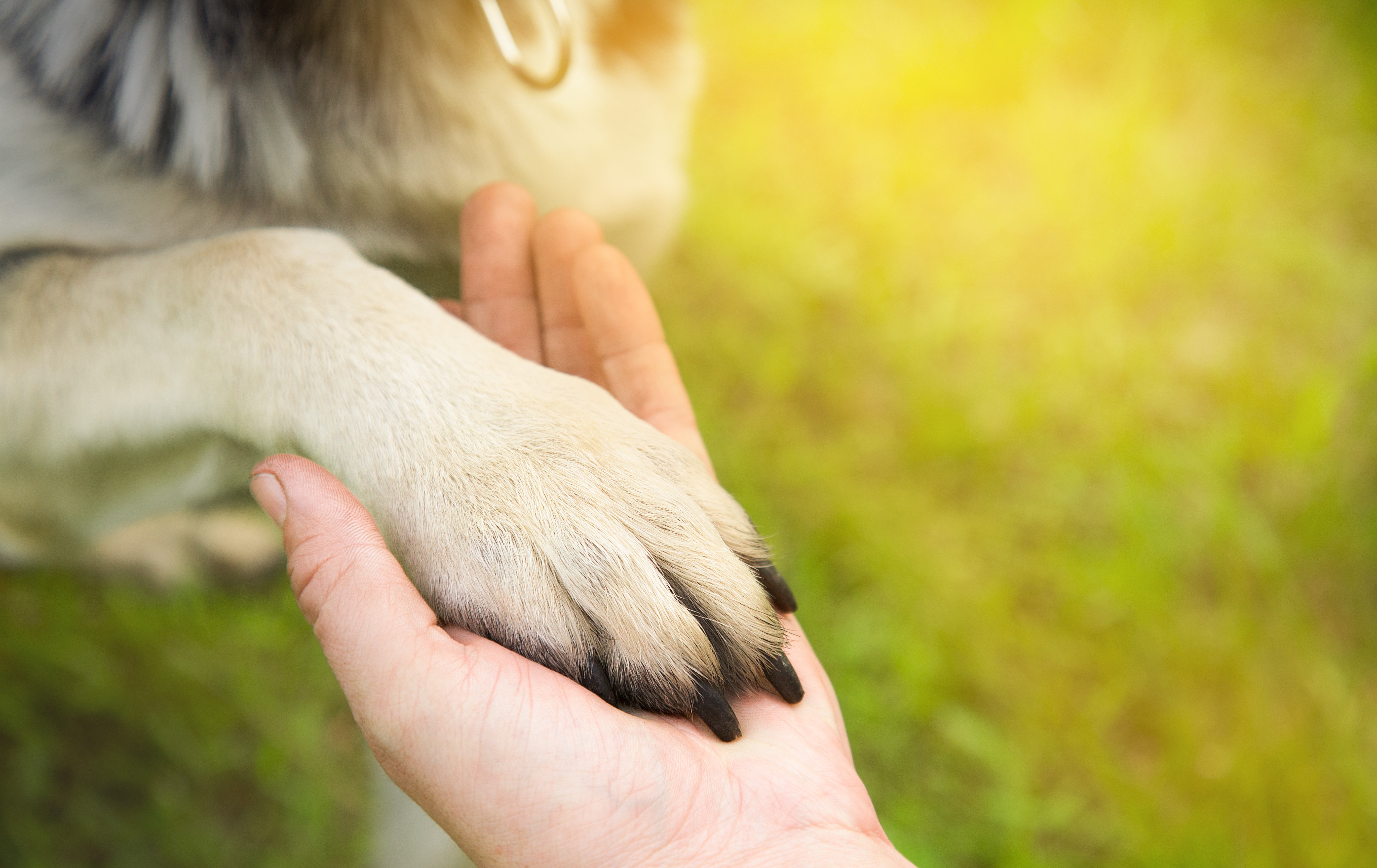 Dog paw in human hand