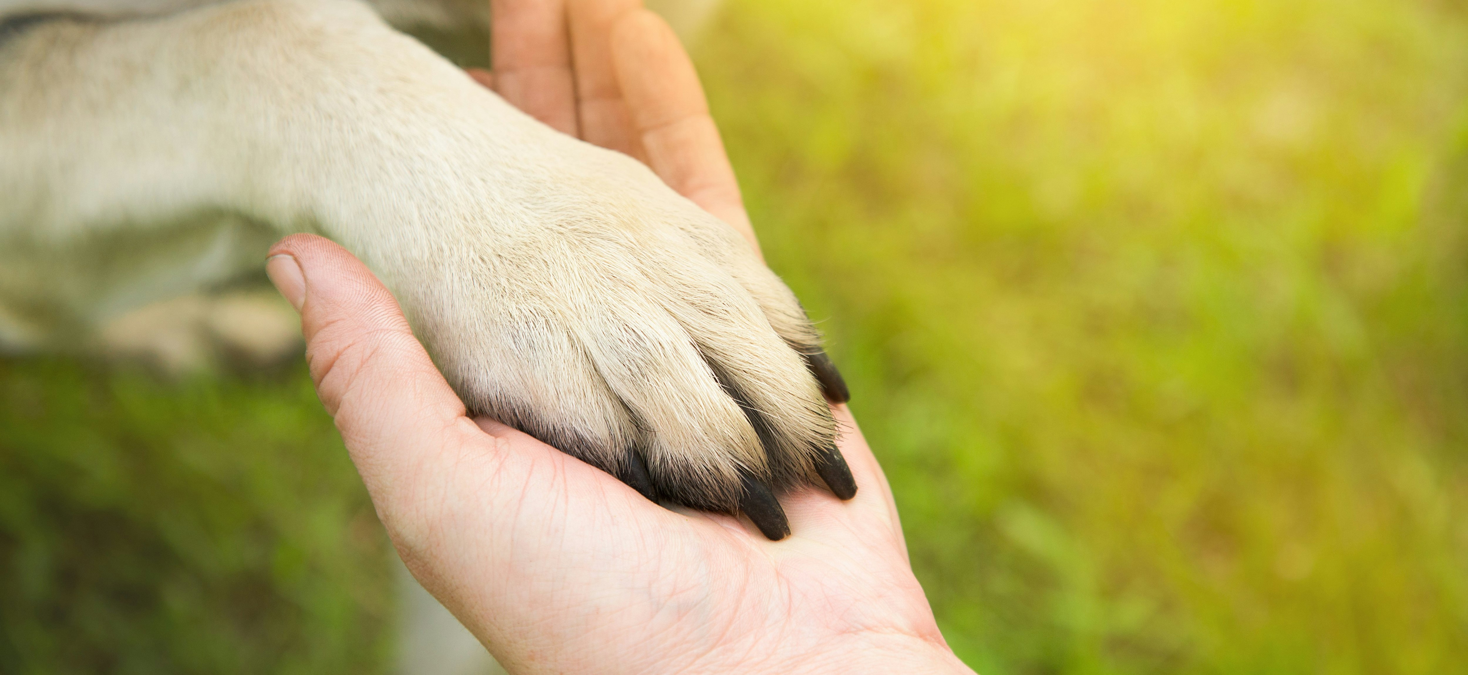 Dog paw in human hand