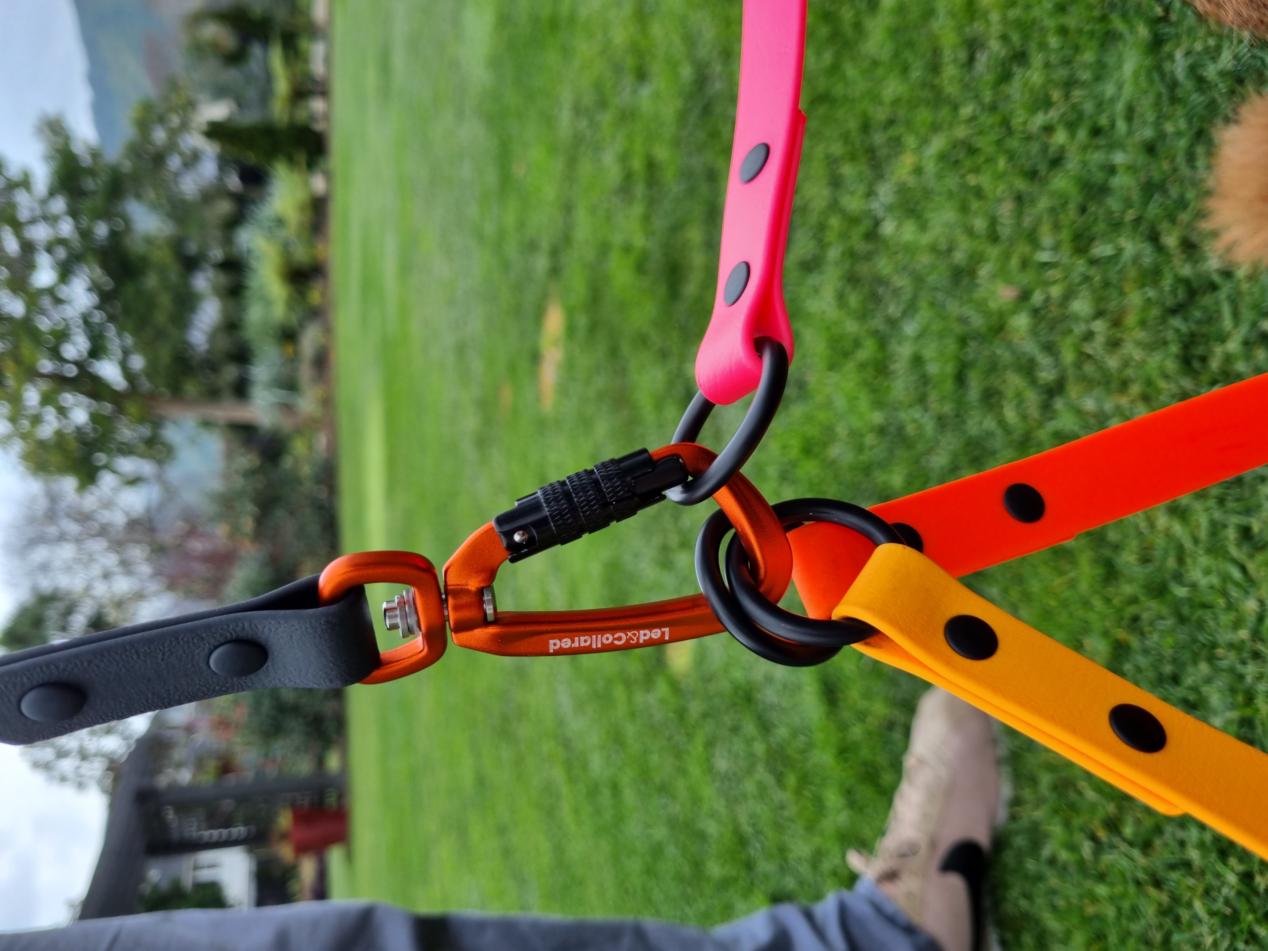 Dog Lead Addition - Three Leads Connected