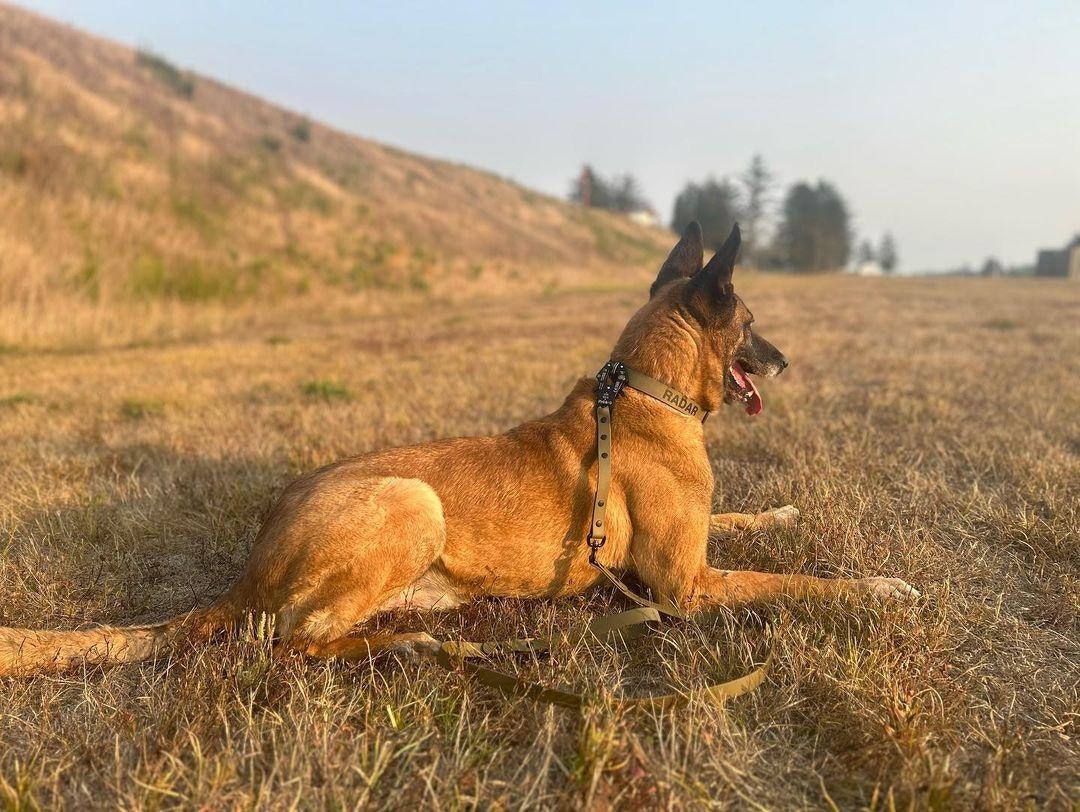 Radar Belgian Malinois