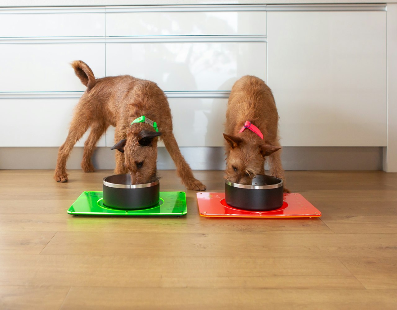Stainless Steel Dog Bowl - Black & Steel on Feeding Mat