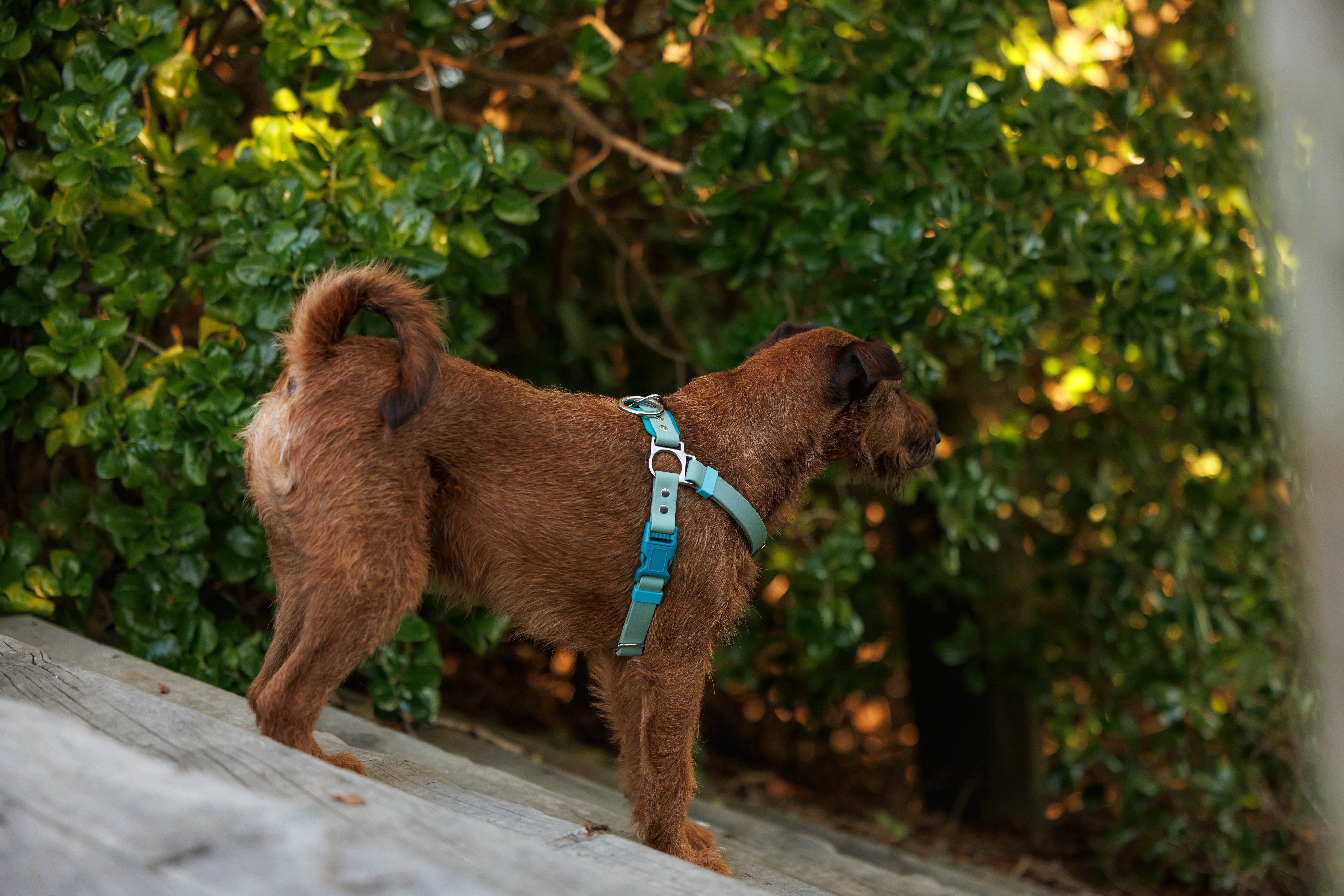 Quick Release Dog Harnes - New - Seafoam and Teal - Quigley74