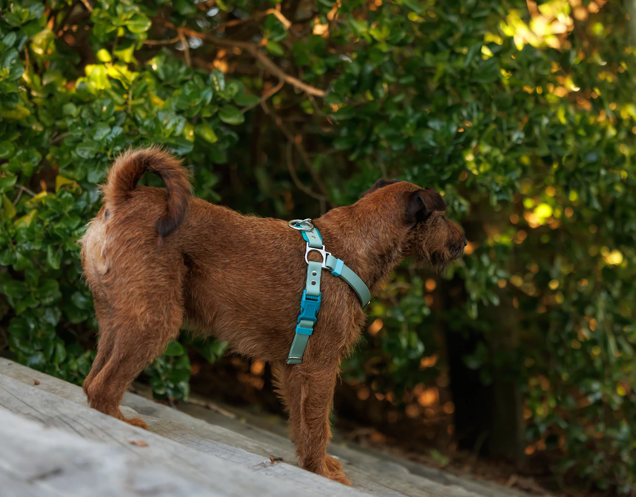 Quick Release Dog Harnes - New - Seafoam and Teal - Quigley74