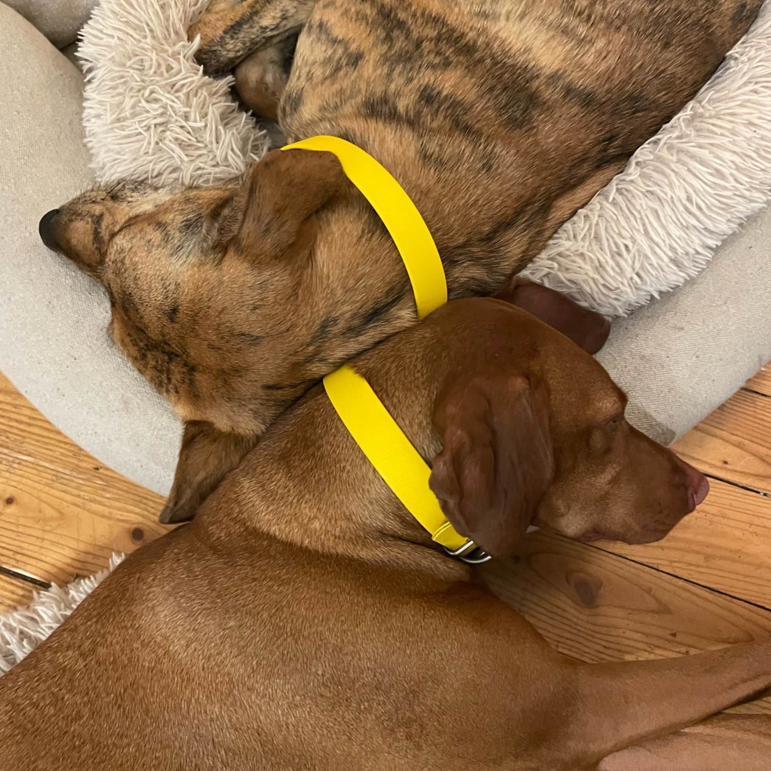 Classic Dog Collar on Dogs