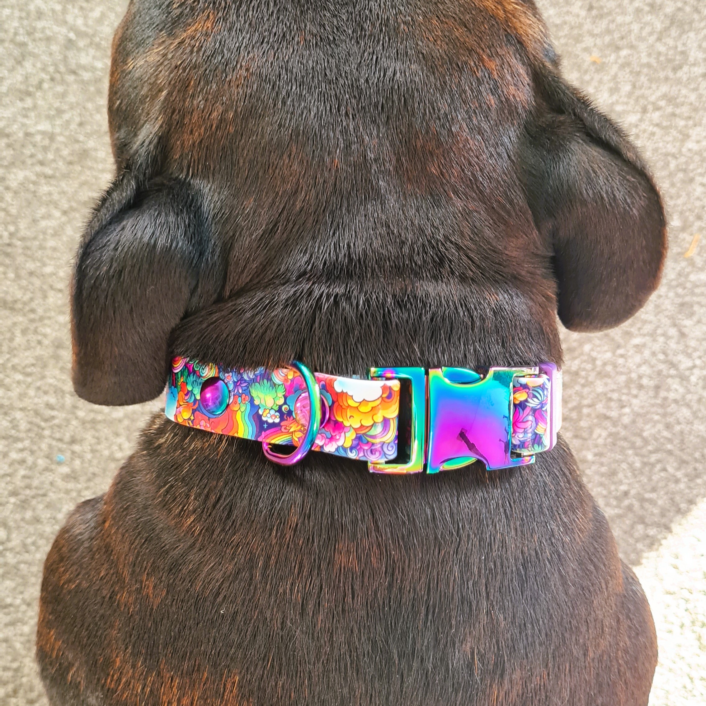 Designer Quick Release Collar - on Staffordshire Terrier