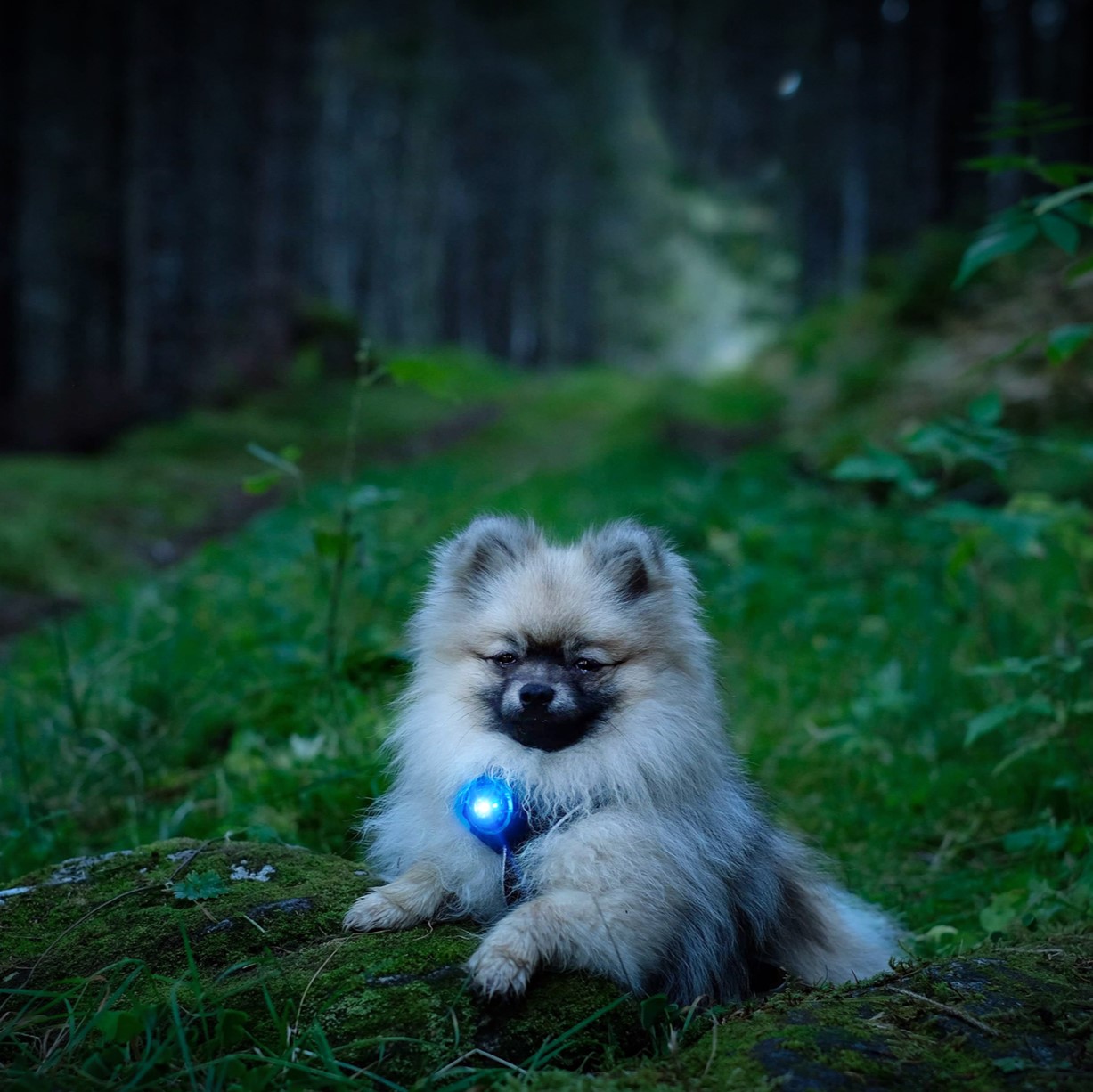 Orbiloc Dual Dog™ Safety Light - on Pomeranian