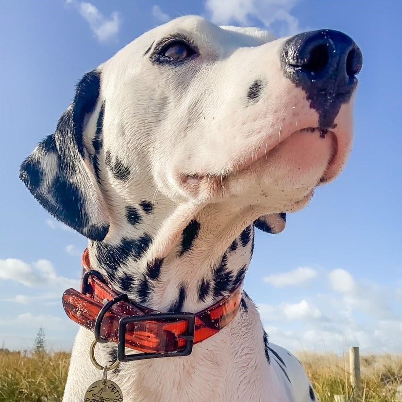 Classic Camo Dog Collars - Dalmatian
