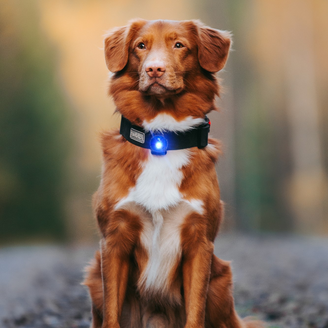 Orbiloc Dual Dog™ Safety Light - on Border Collie