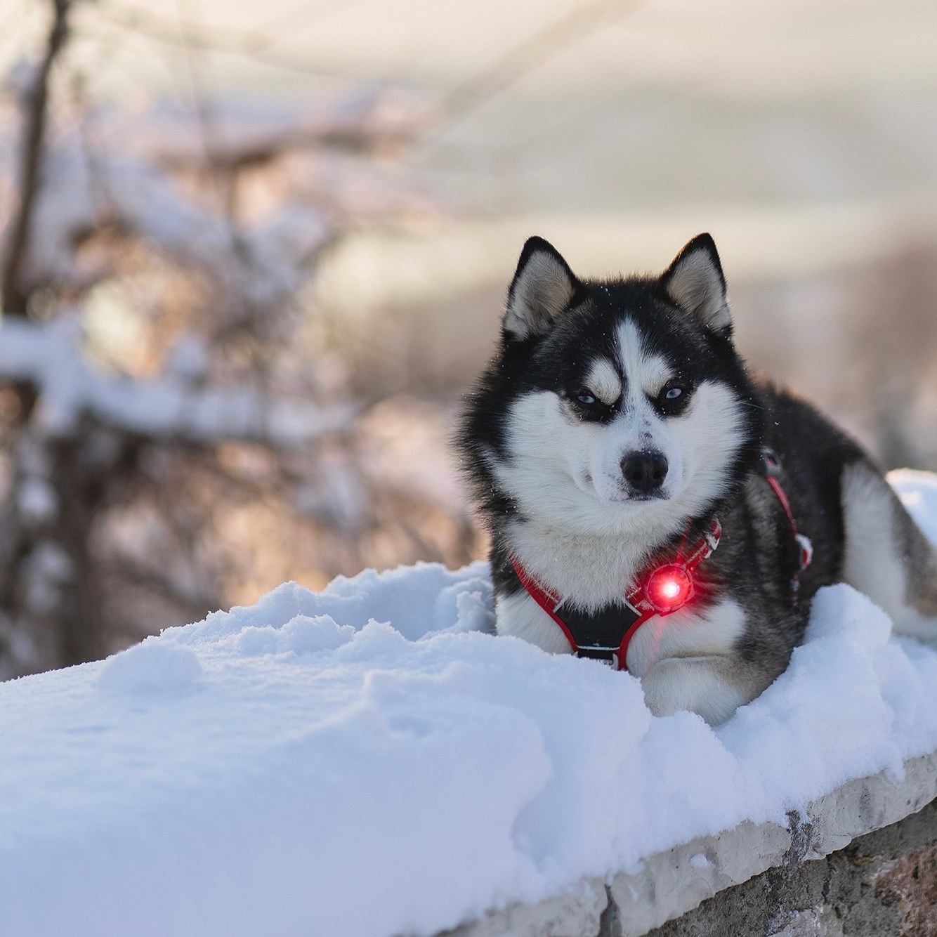 Orbiloc Dual Dog™ Safety Light - on Husky