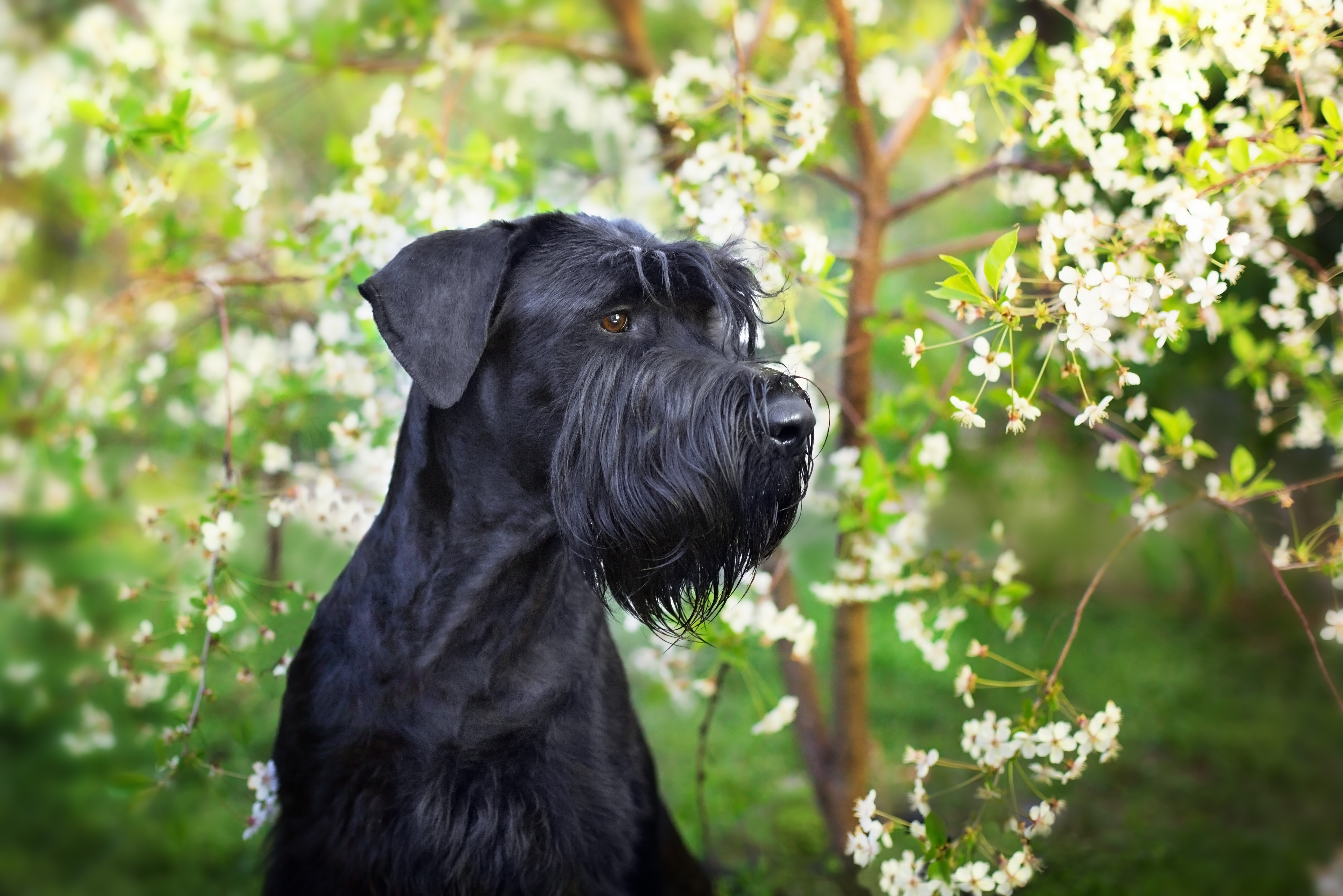 Giant Schnauzer
