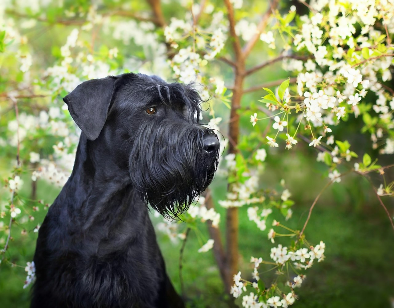 Giant Schnauzer