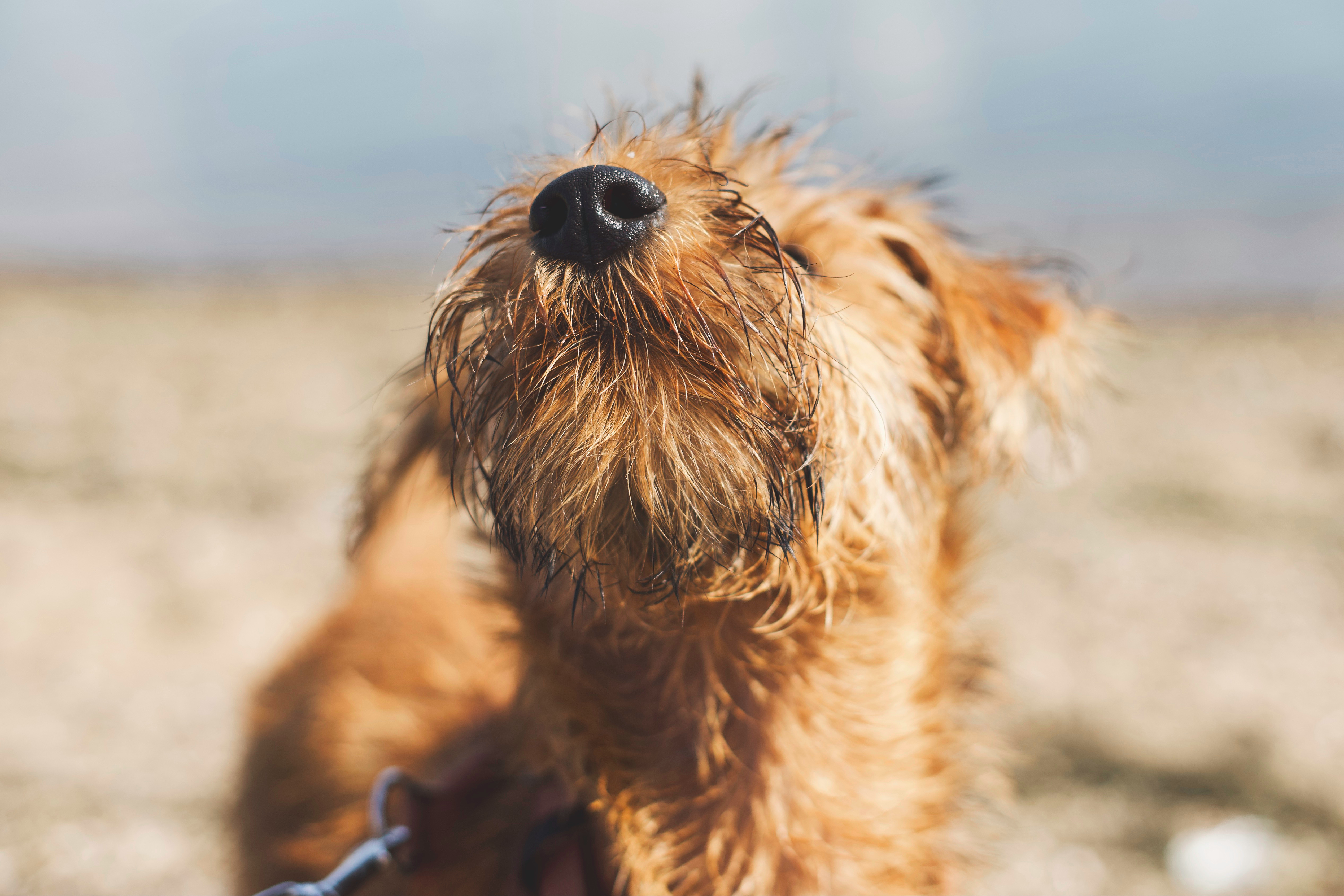 Irish Terrier Nose