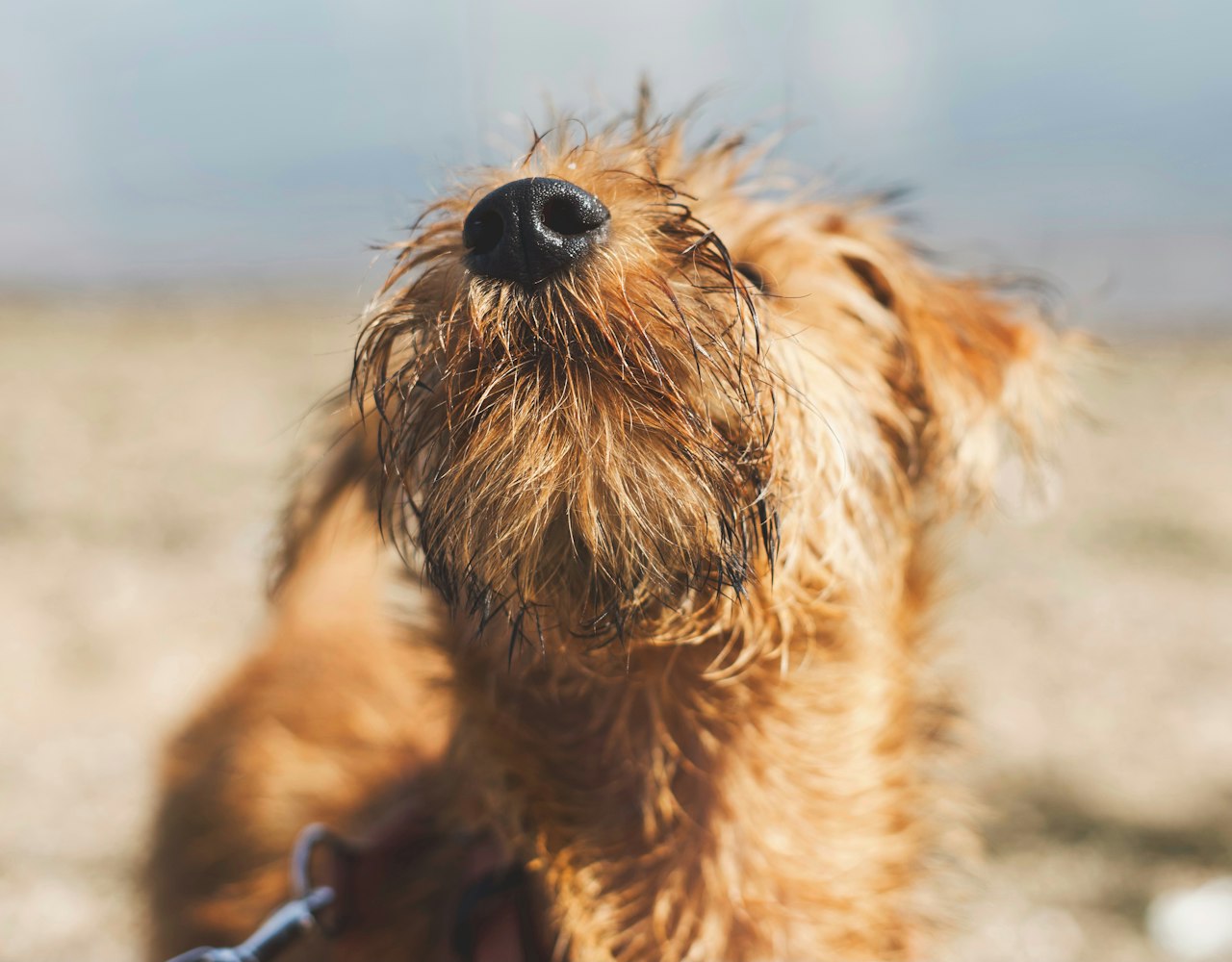 Irish Terrier