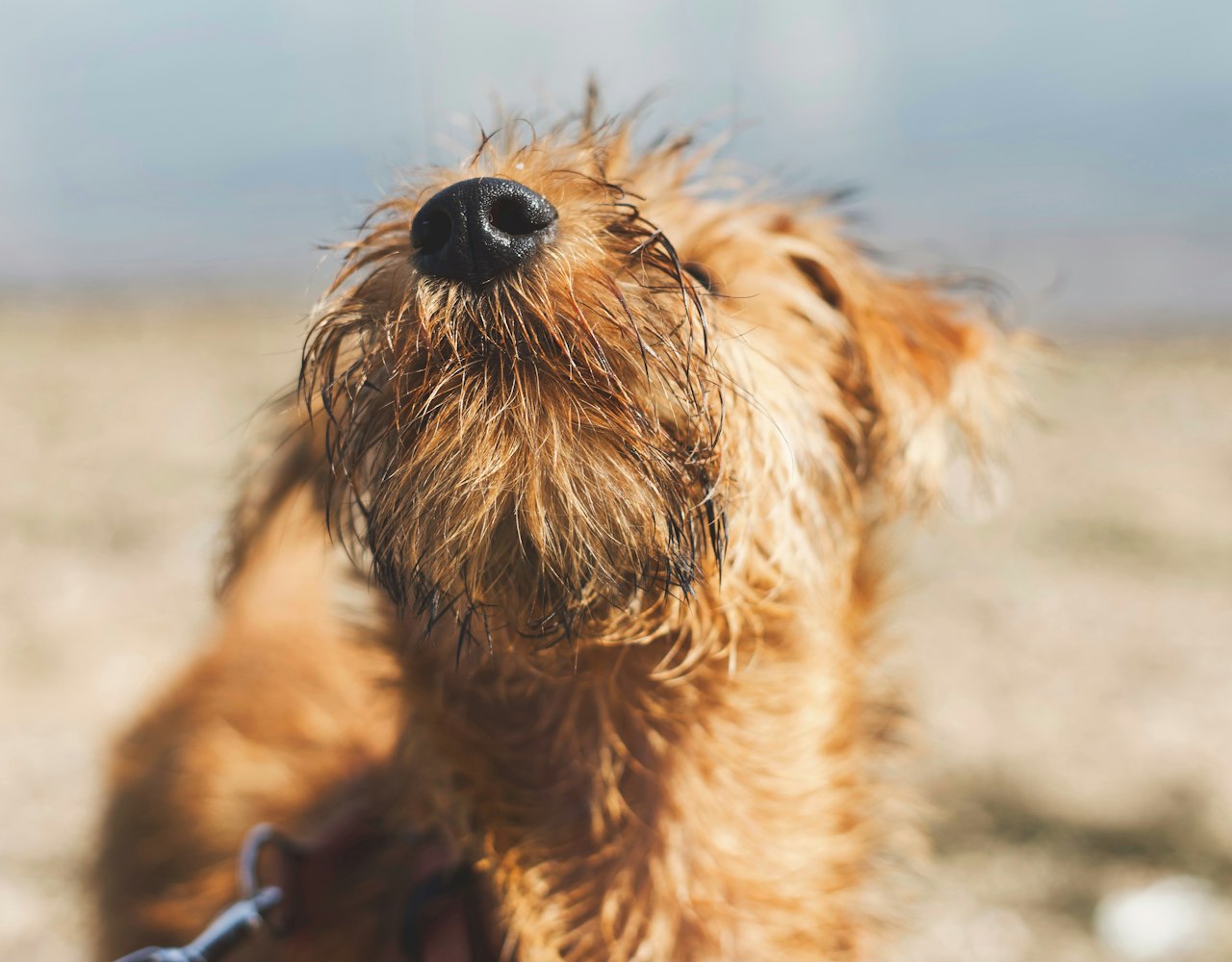 Irish Terrier Nose