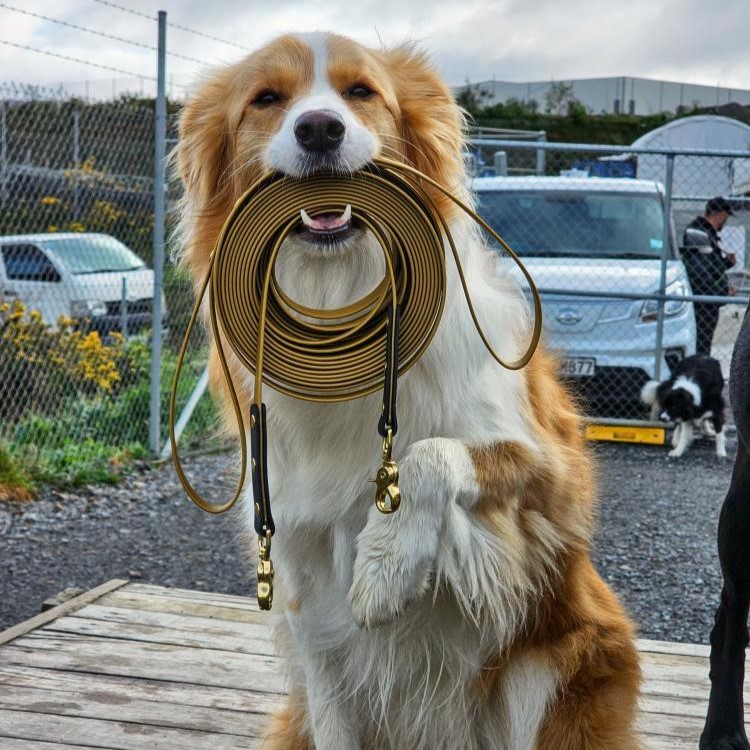 Dog Long Line Lead - Gold and Black