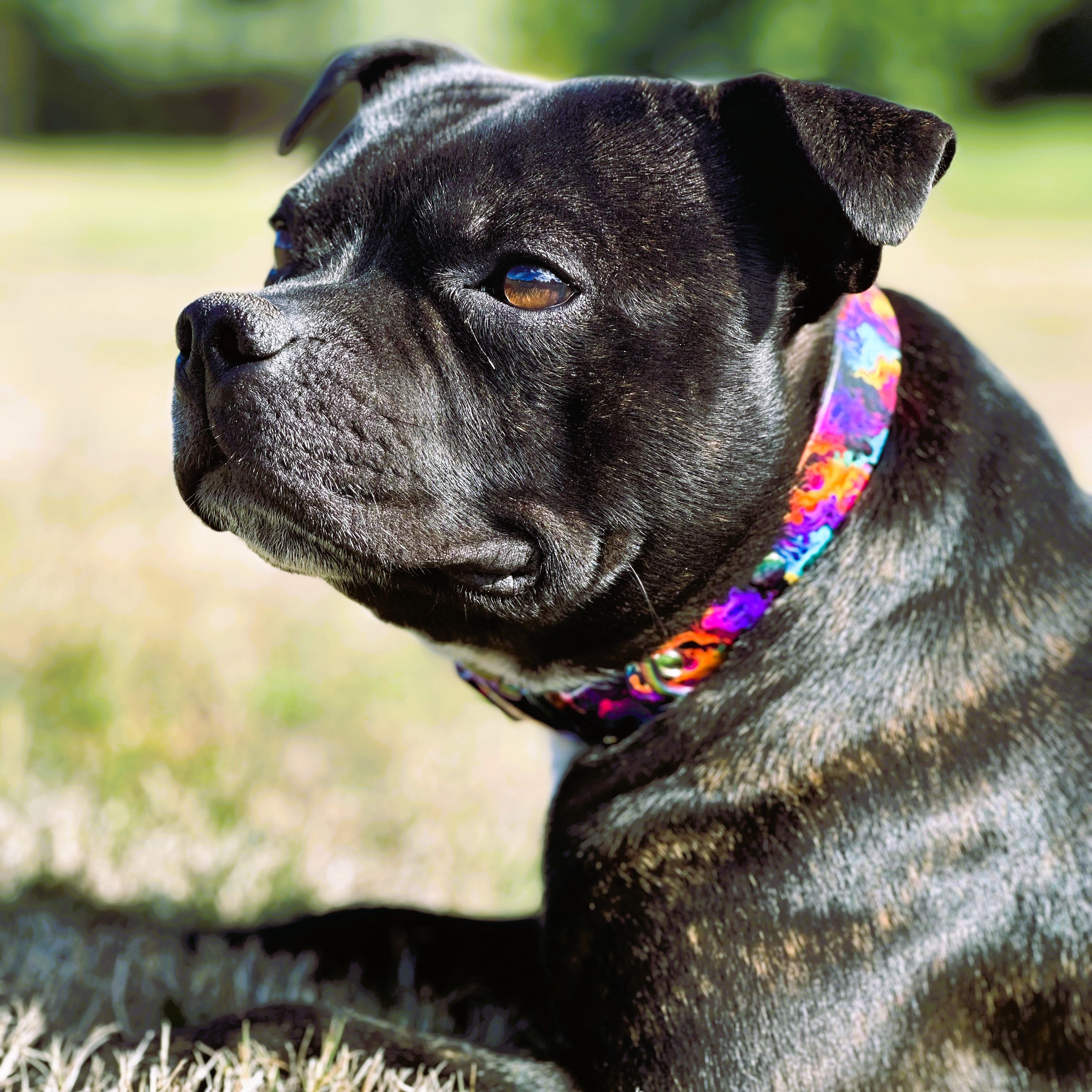 Douglas Staffordshire Bull Terrier