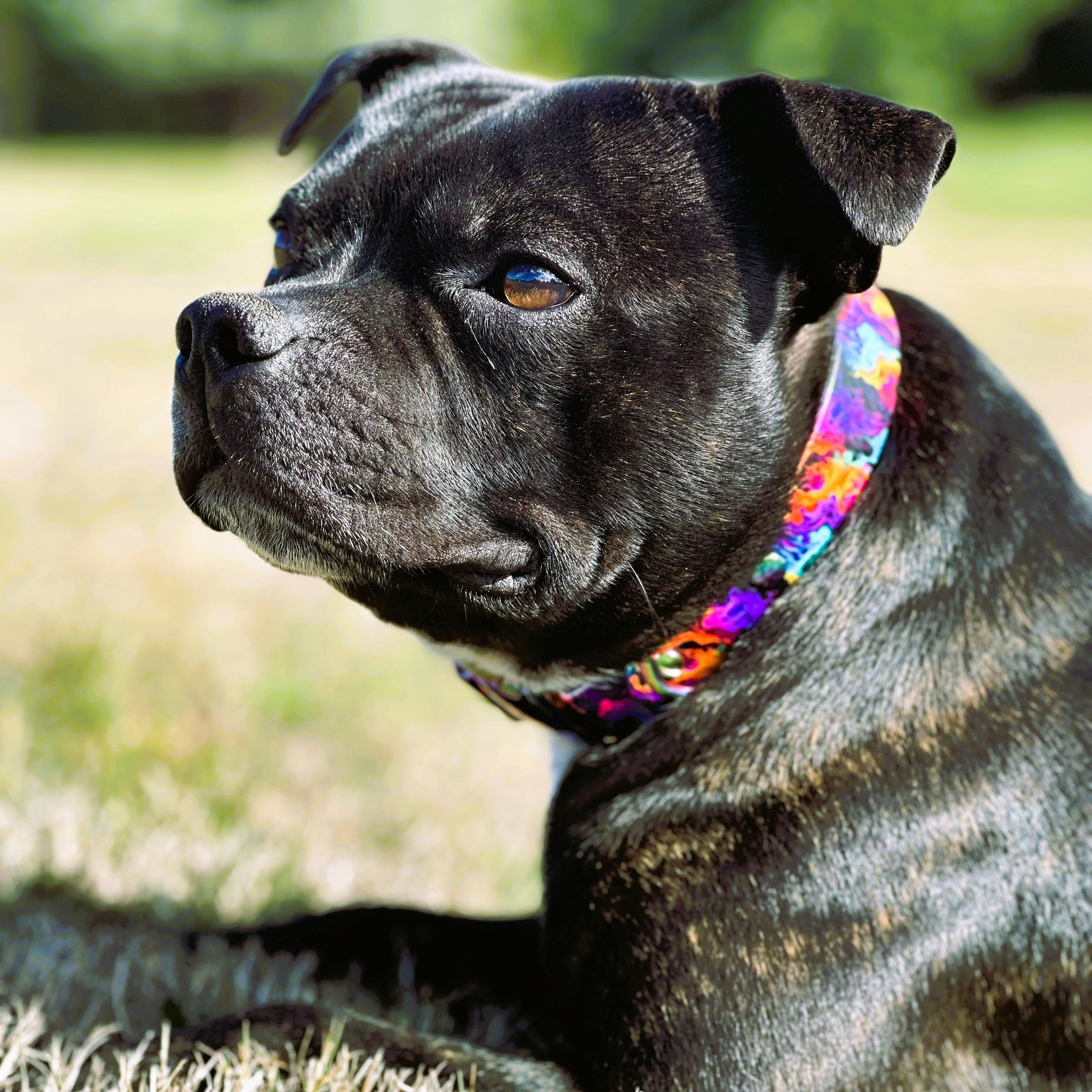 Douglas Staffordshire Bull Terrier