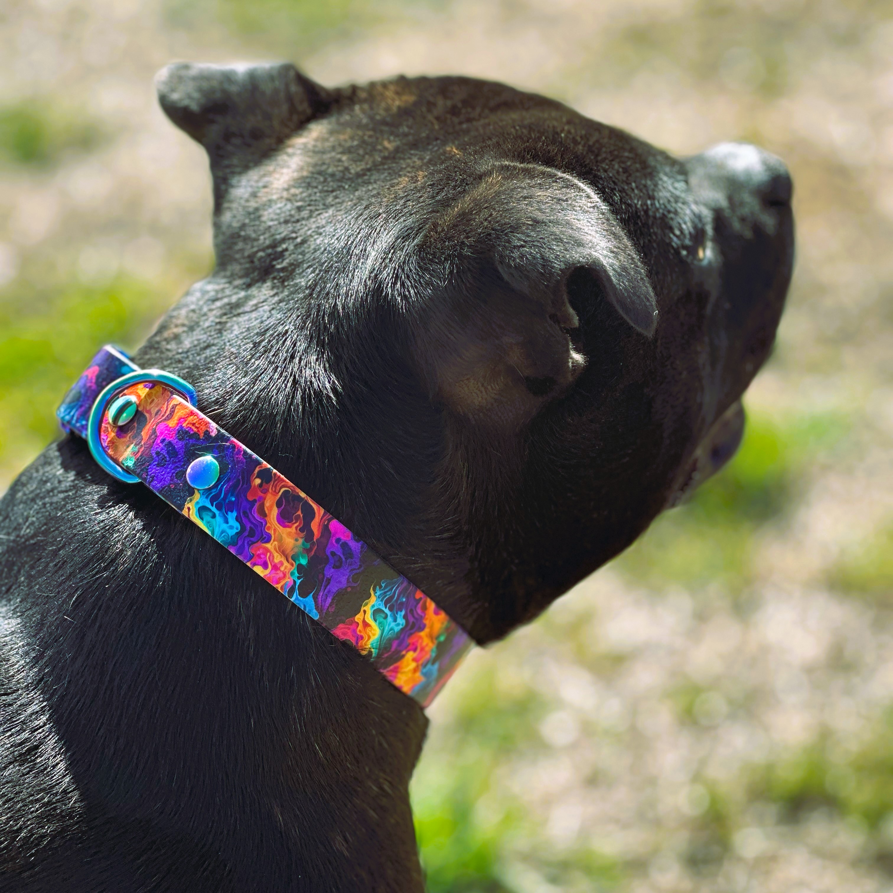 Designer Quick Release Collar - on Staffordshire Terrier
