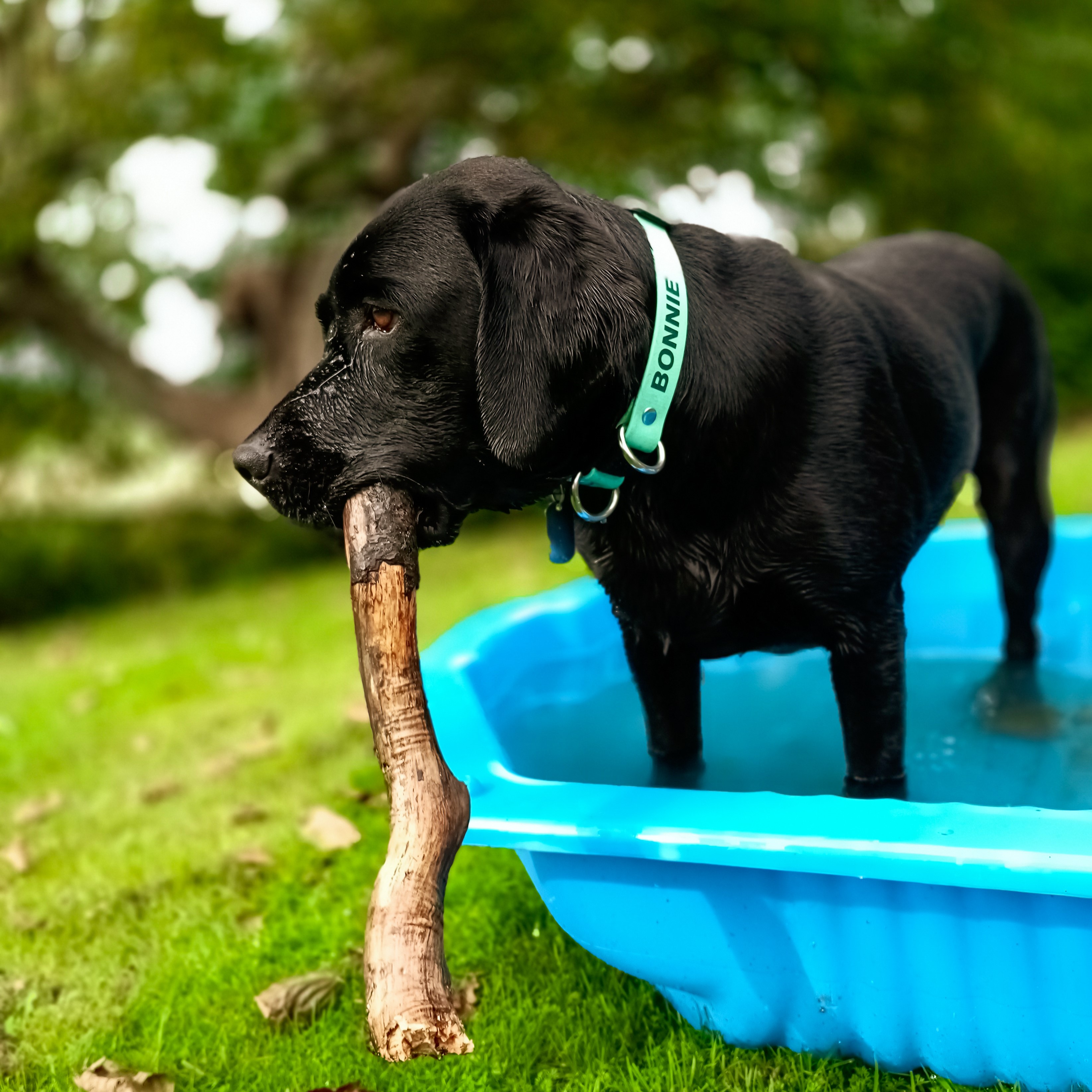 Safety Breakaway Collar - on Black Labrador