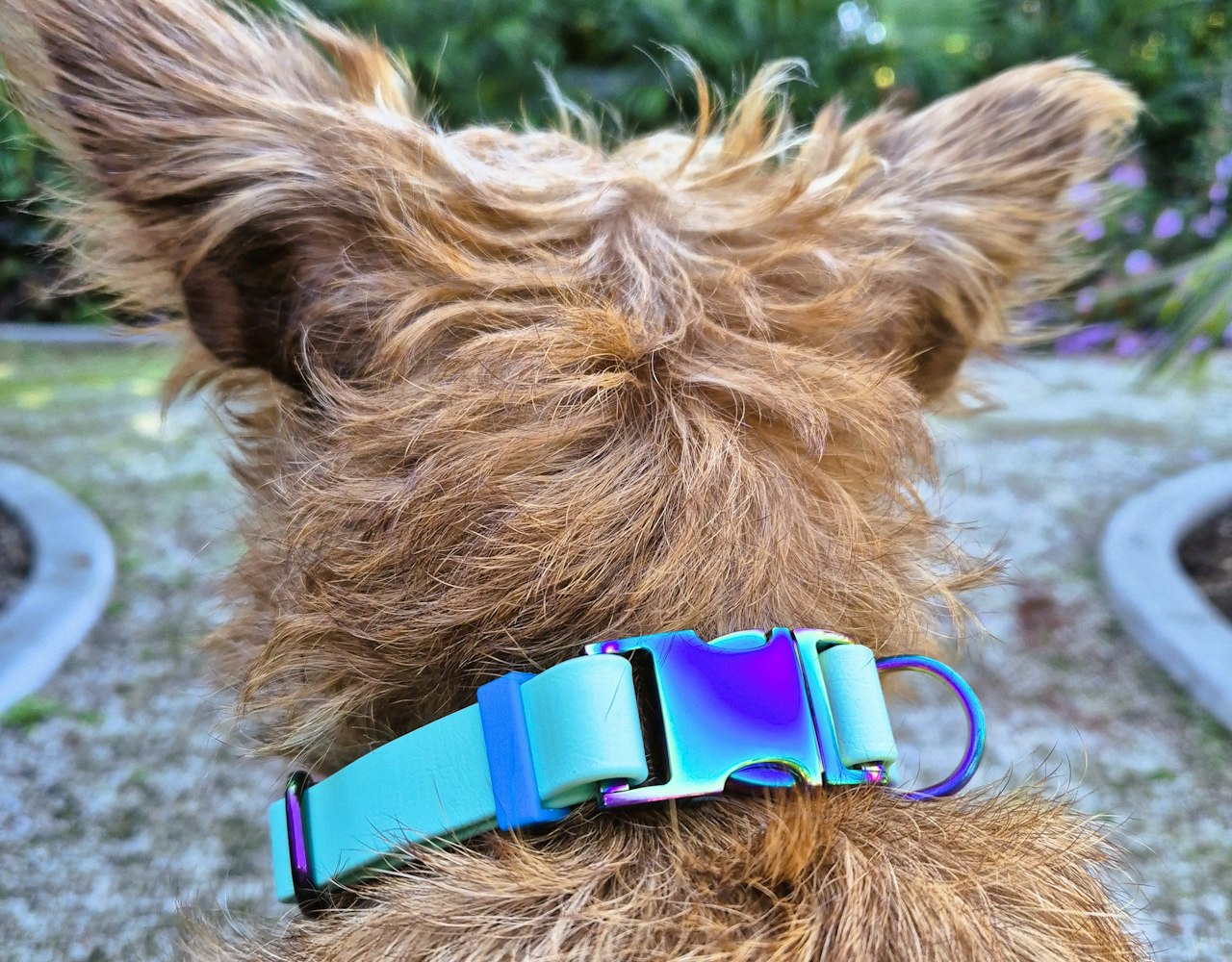 Quick Release Scrag Tag Collar - on Irish Terrier