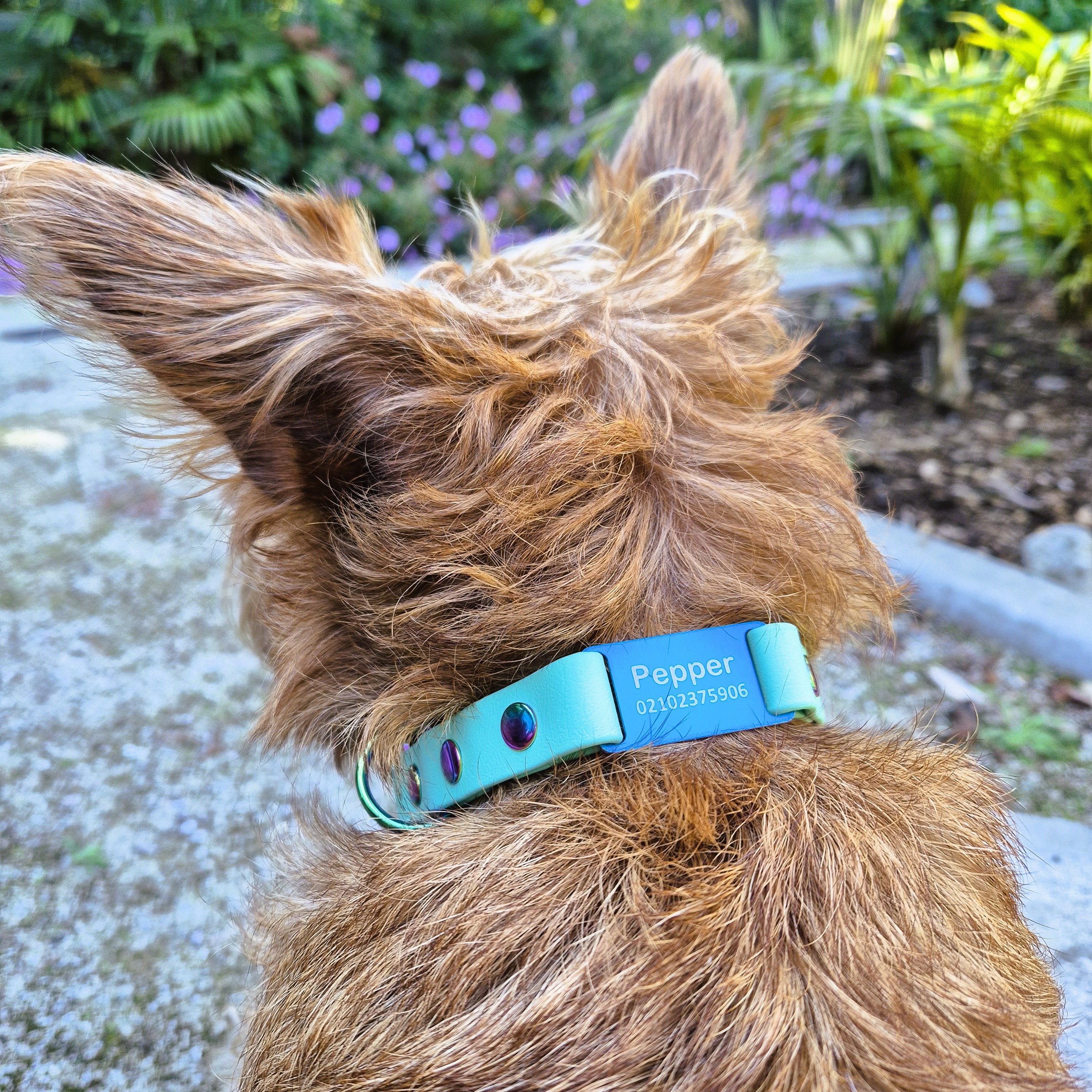 Quick Release Scrag Tag Collar - on Irish Terrier