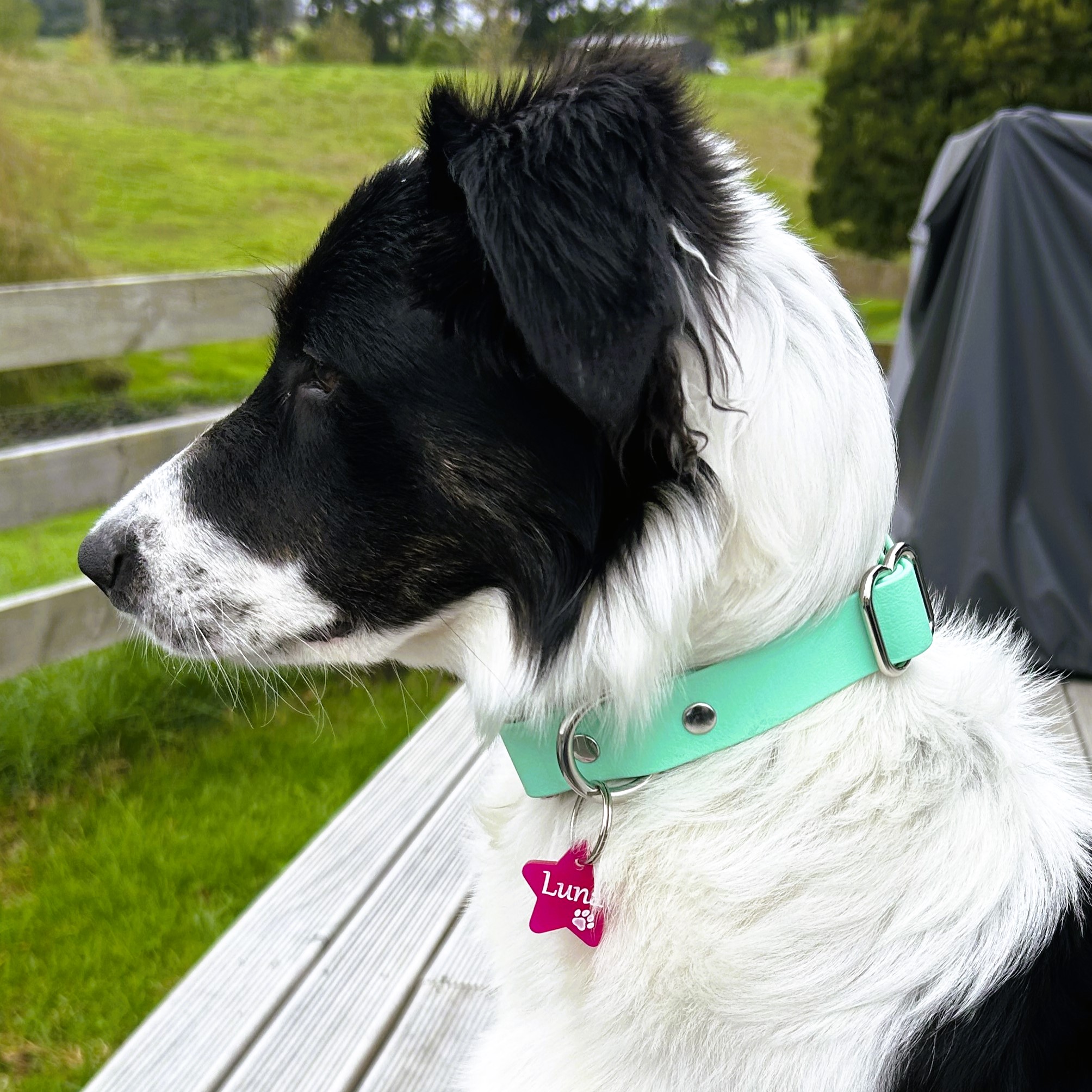 Quick Release Dog Collar - Border Collie - Seafoam and Silver