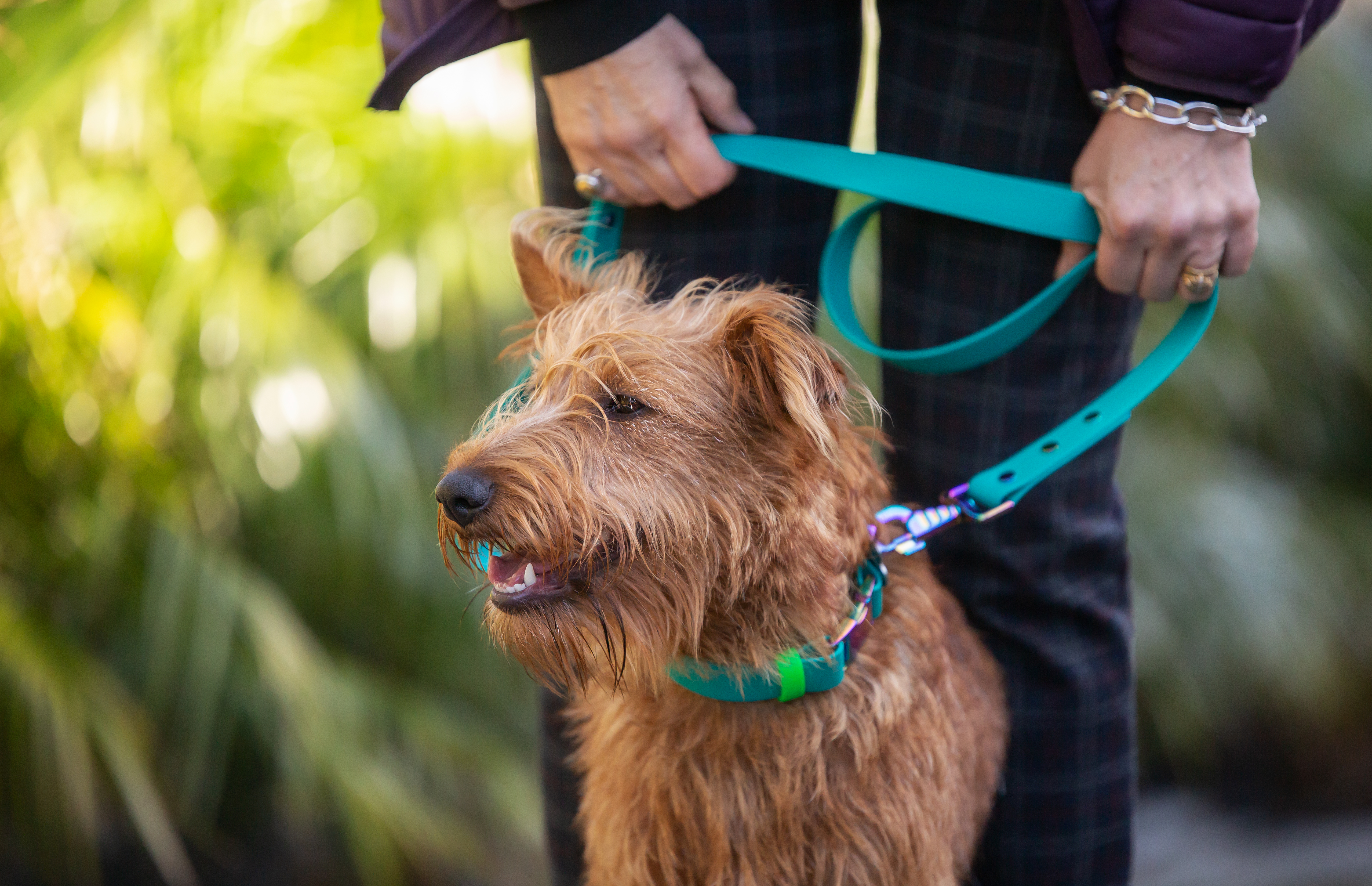 Dog Zinc Snaps Lead - Teal, Irish Terrier