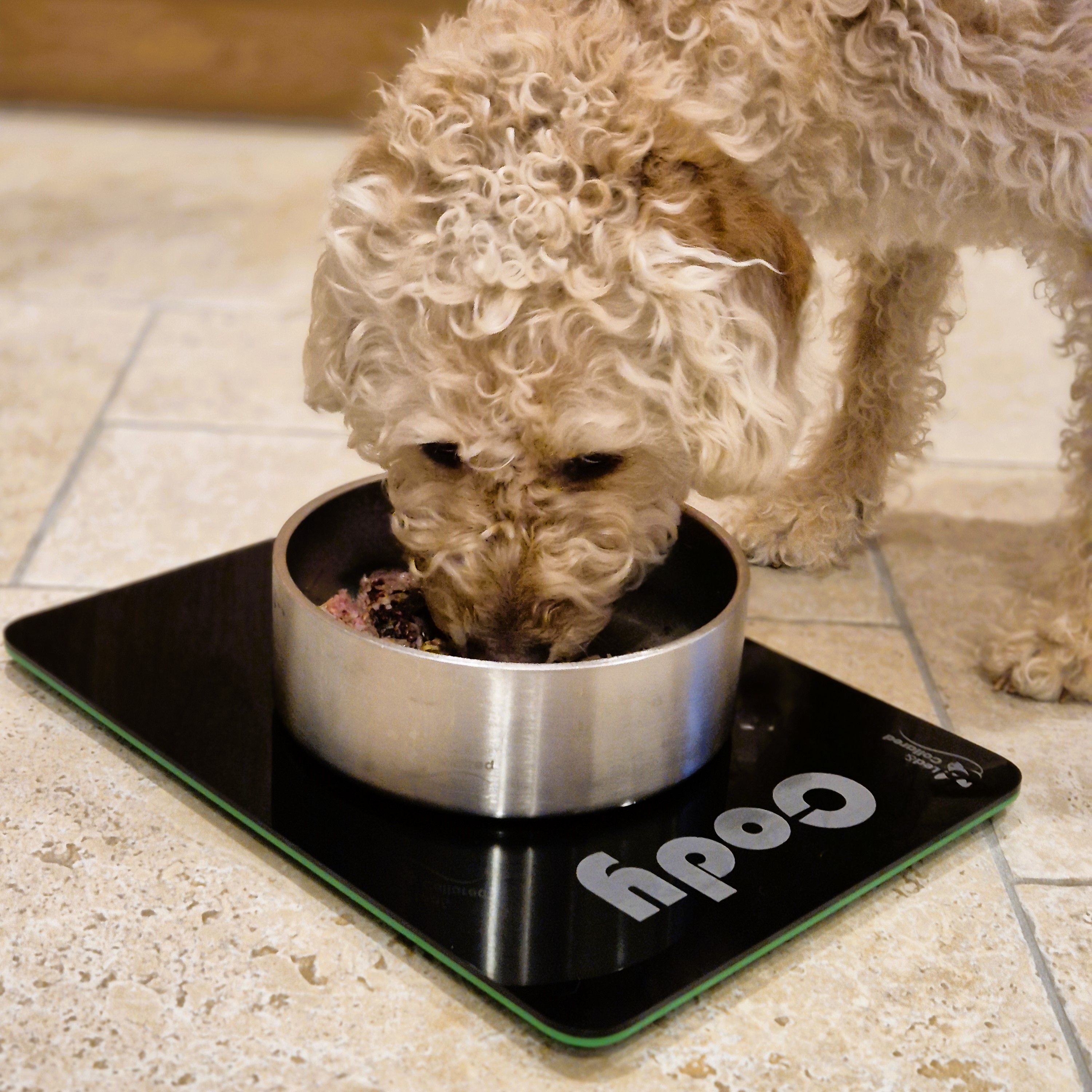 Dog Feeding Mat - Single - Black and Green, Labradoodle