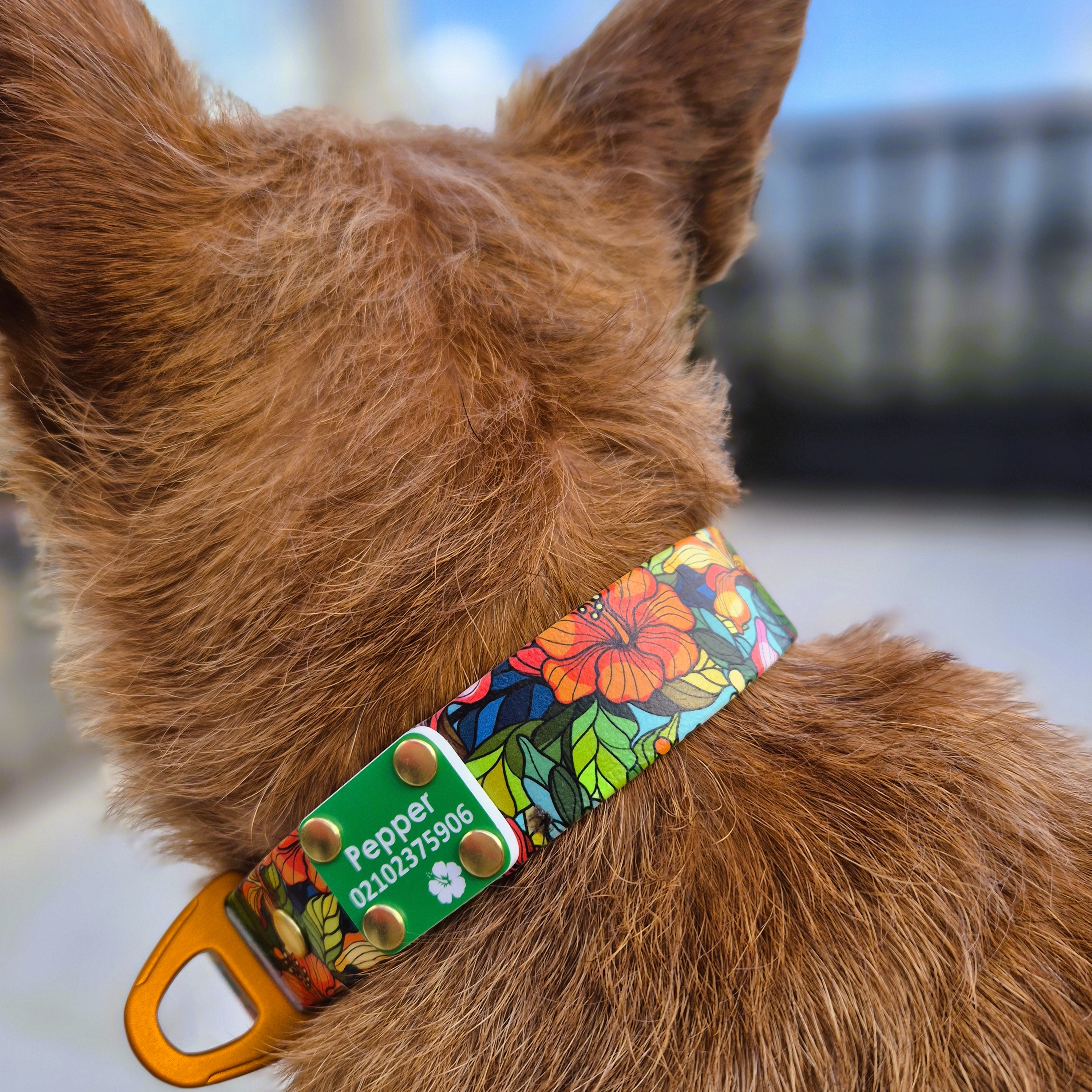 Designer Quick Release Collar - on Irish Terrier