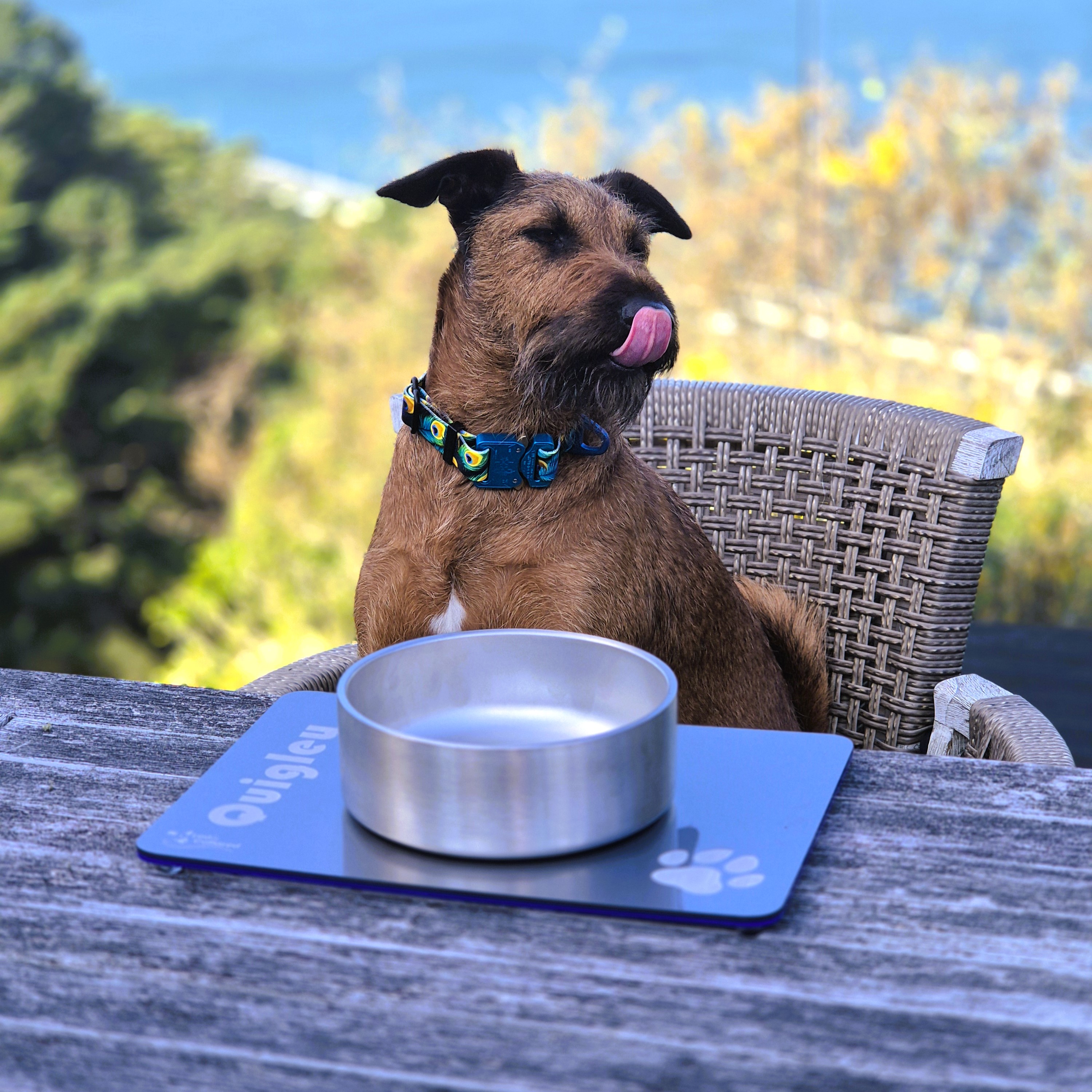Irish Terrier at table with Feeding Mat & Stainless Steel Bowl