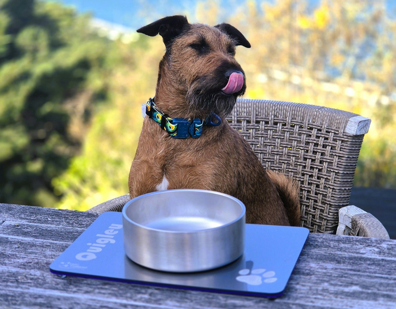 Dog Feeding Mat - Single - Silver and Blue, Irish Terrier