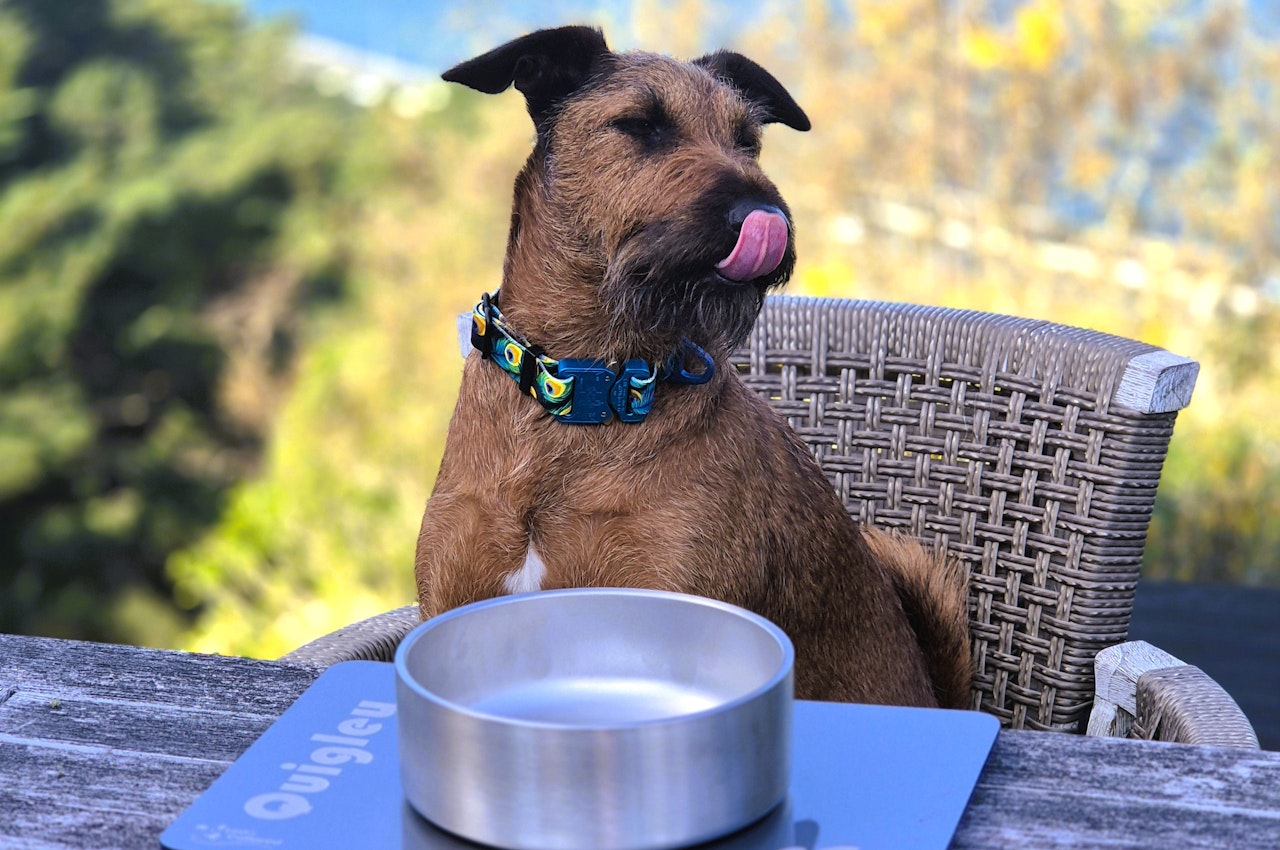 Irish Terrier at table with Feeding Mat & Stainless Steel Bowl