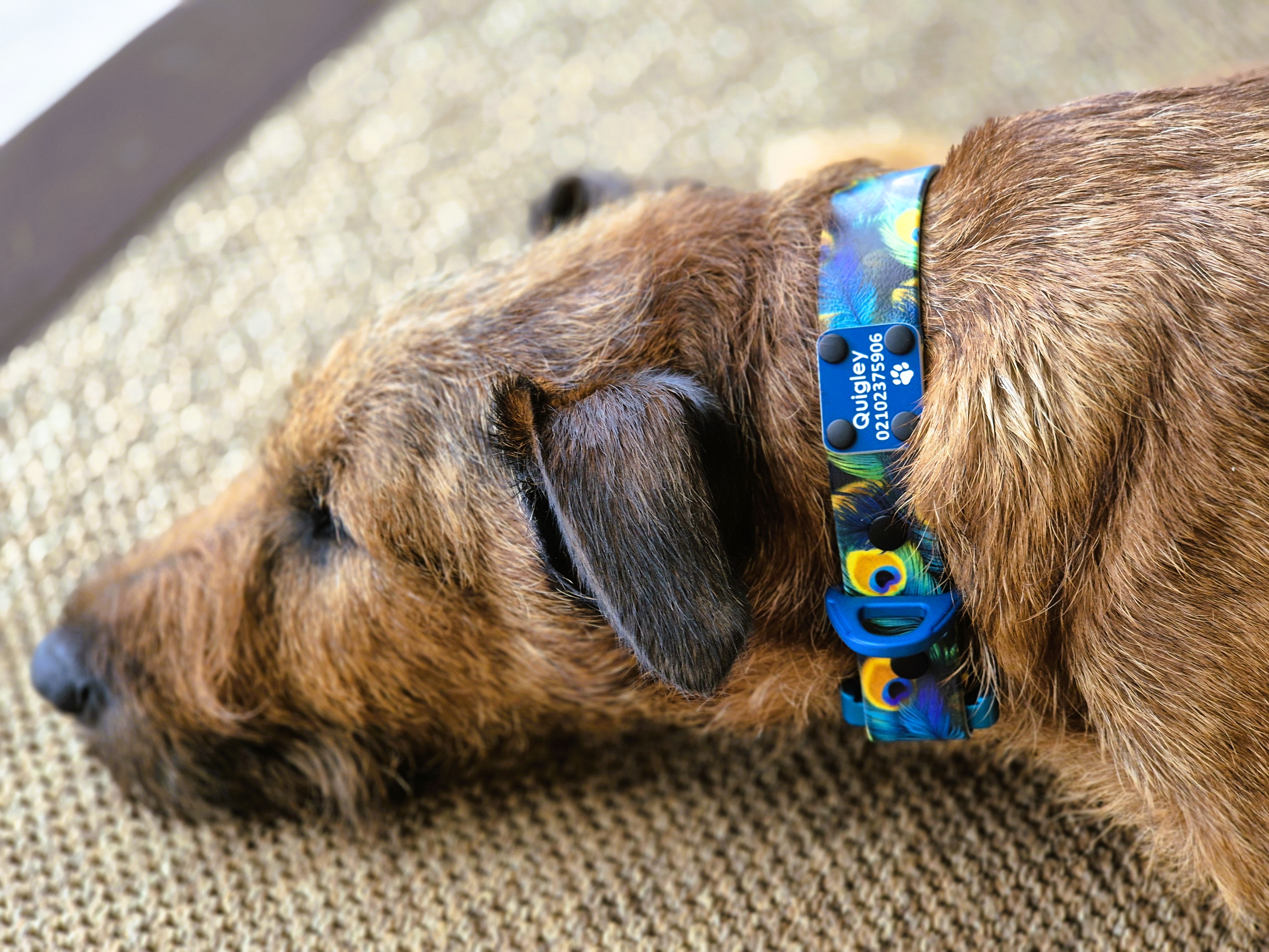 Scrag Tag on Designer Quick Release Dog Collar