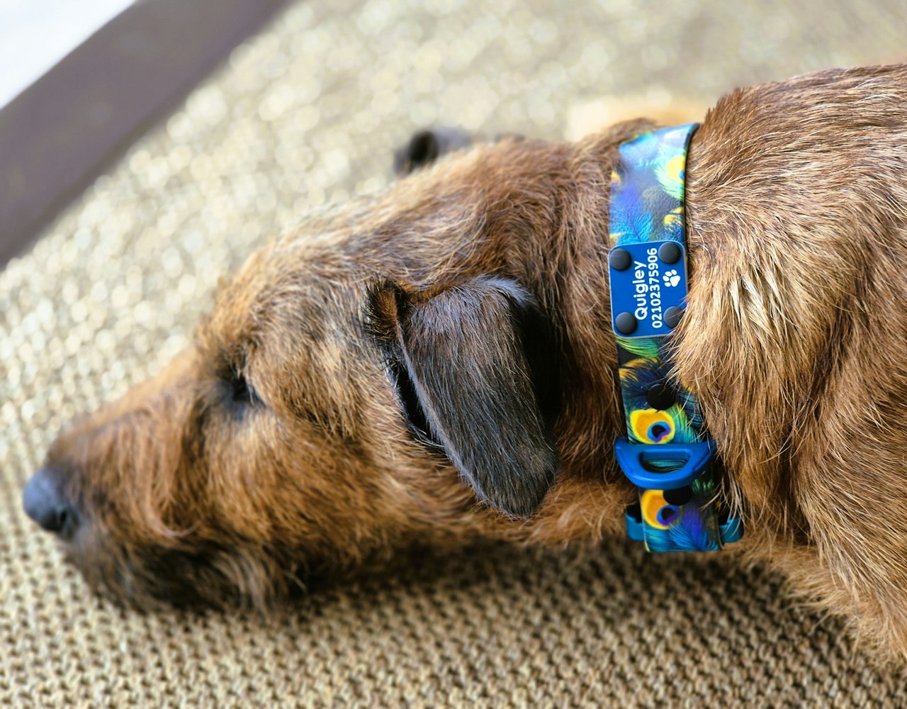 Scrag Tag on Designer Quick Release Dog Collar