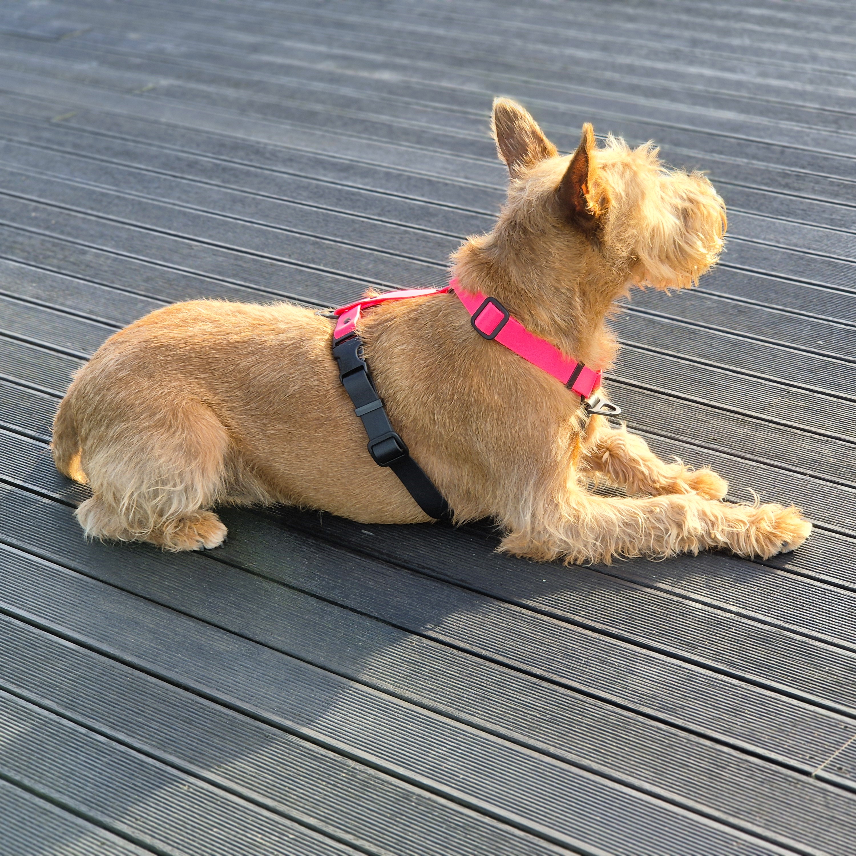 Anatomical Dog Harness - Pink and Black, on Irish Terrier