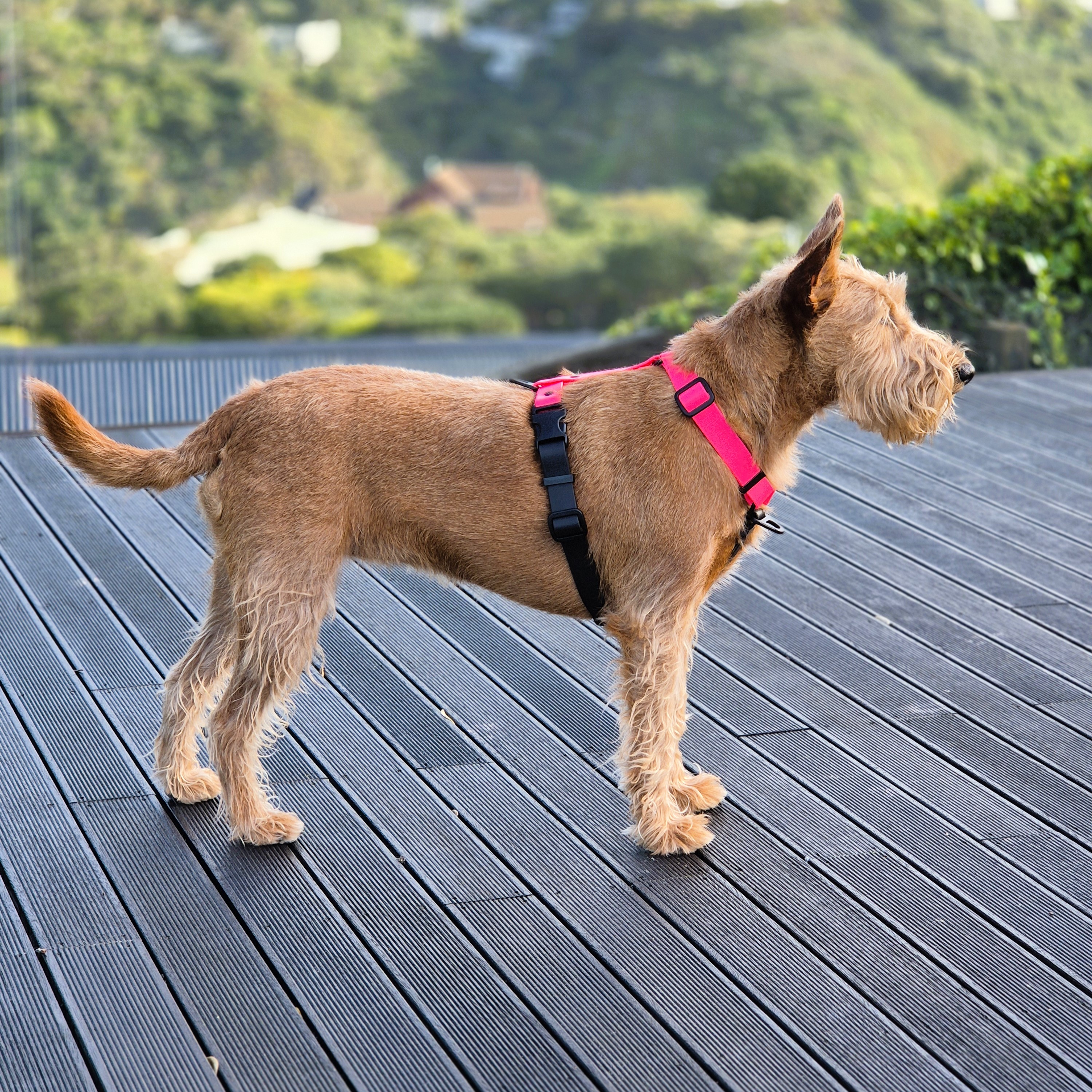 Anatomical Dog Harness - Pink and Black, on Irish Terrier