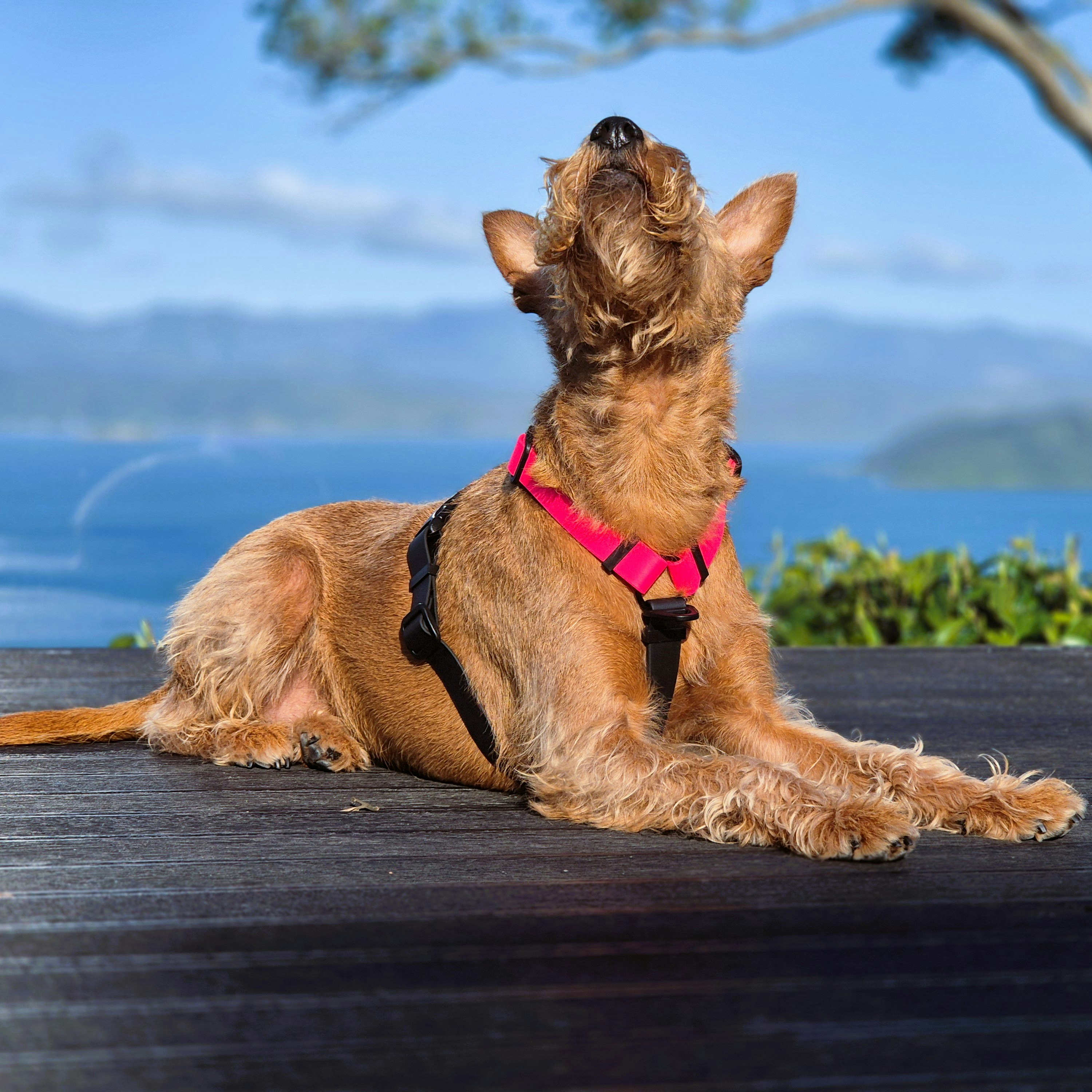 Anatomical Dog Harness - on Irish Terrier