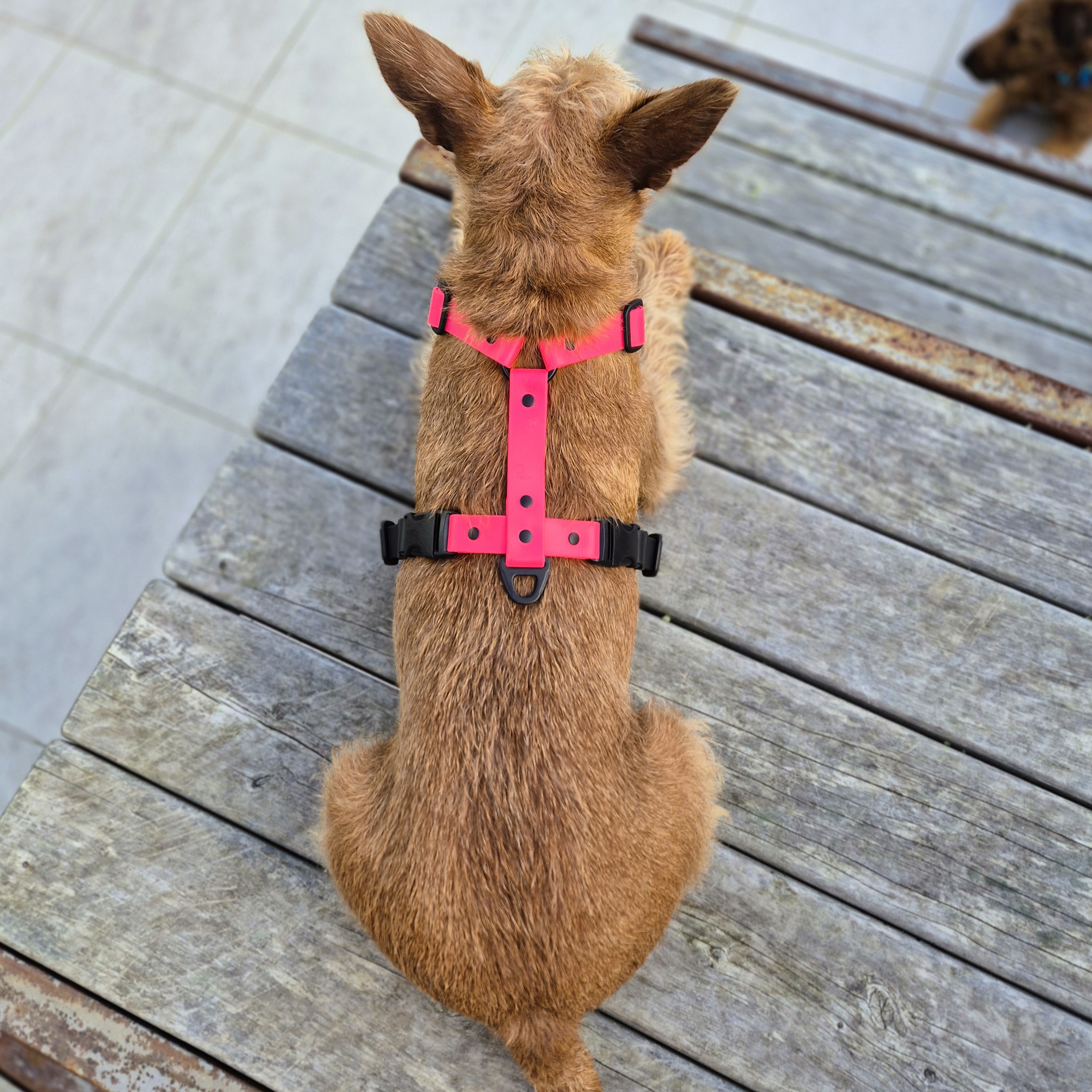 Anatomical Dog Harness - Pink and Black, on Irish Terrier