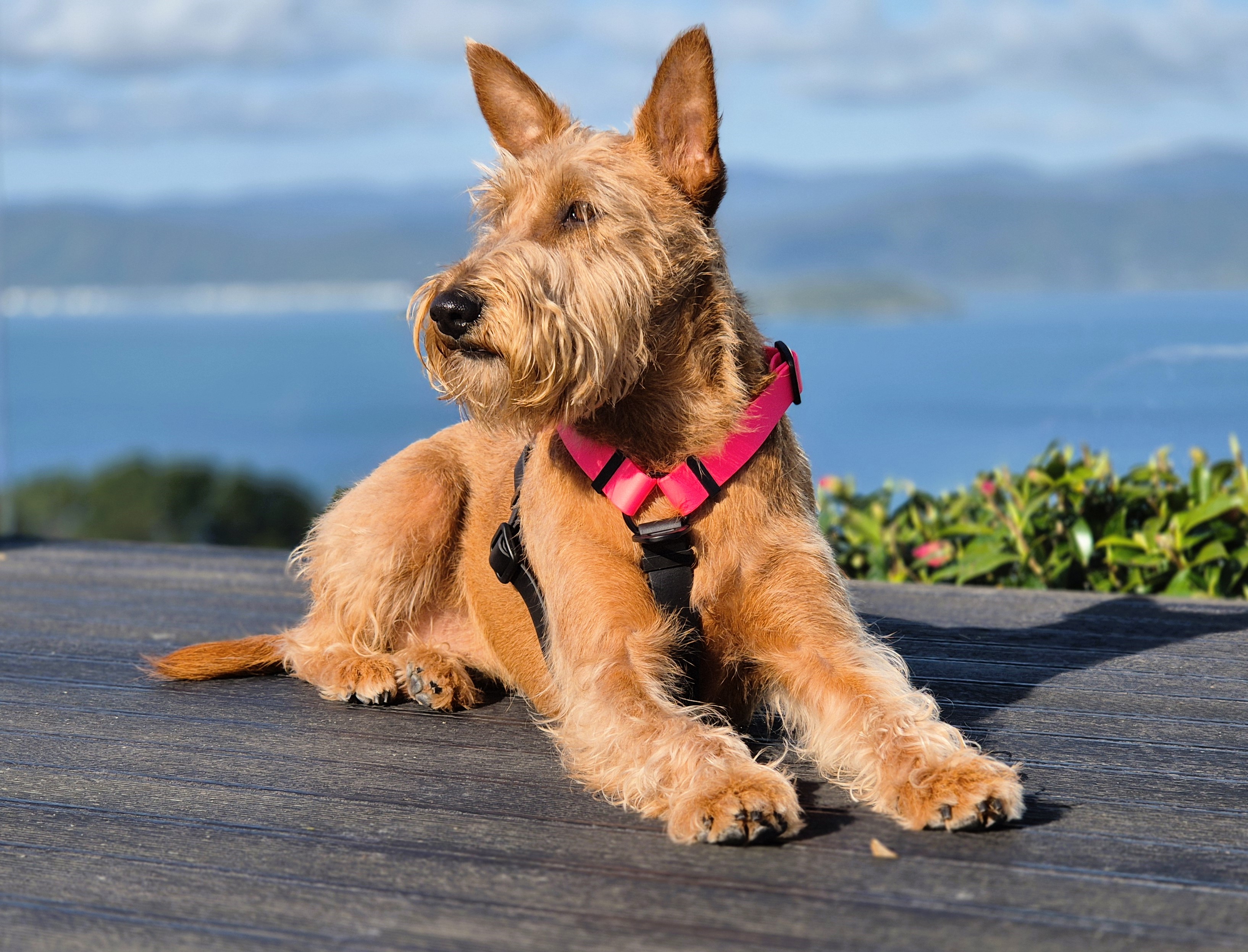 Dog Harnesses - Anatomical Harness